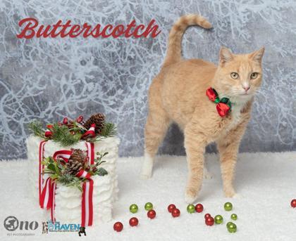 Enlarge Butterscotch, a Adoptable mixed breed in Fairhope, AL image 1/1