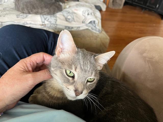 Grandma, Adoptable, Adult Female Domestic Short Hair.