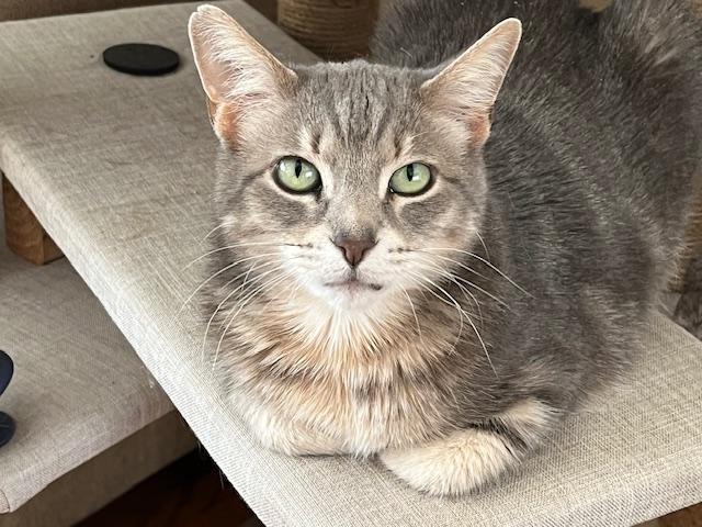 Enlarge Grandma, a Adoptable mixed breed in Lockport, IL image 4/6