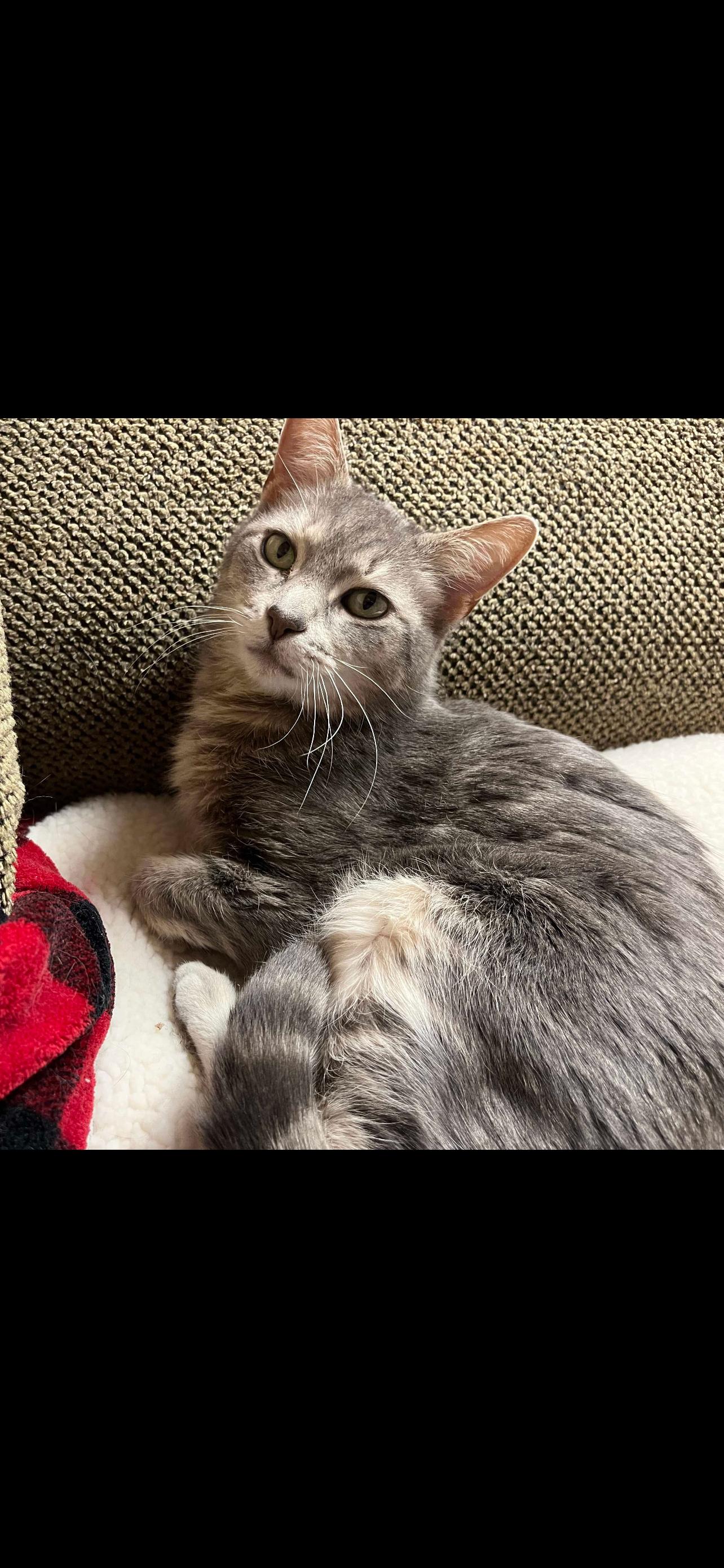 Enlarge Grandma, a Adoptable mixed breed in Lockport, IL image 5/6