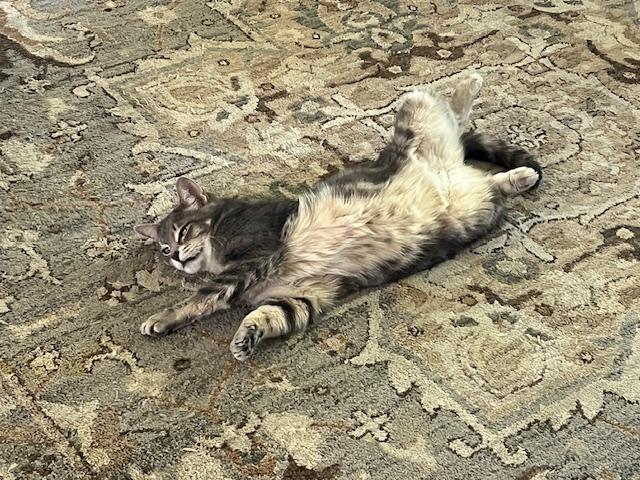 Enlarge Grandma, a Adoptable mixed breed in Lockport, IL image 6/6