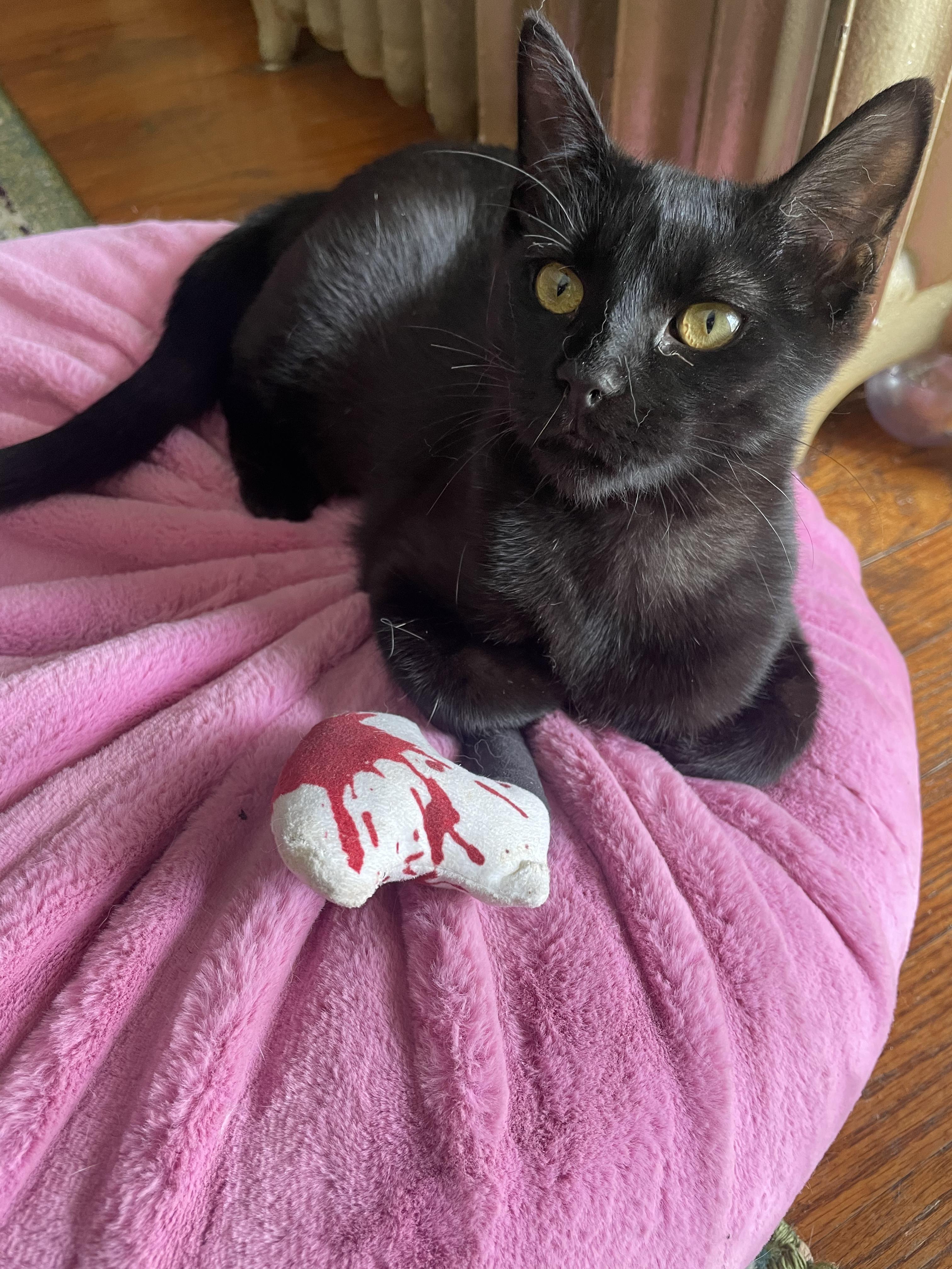 Enlarge Pepper, a ADOPTABLE Domestic Short Hair in Cincinnati, OH image 4/4