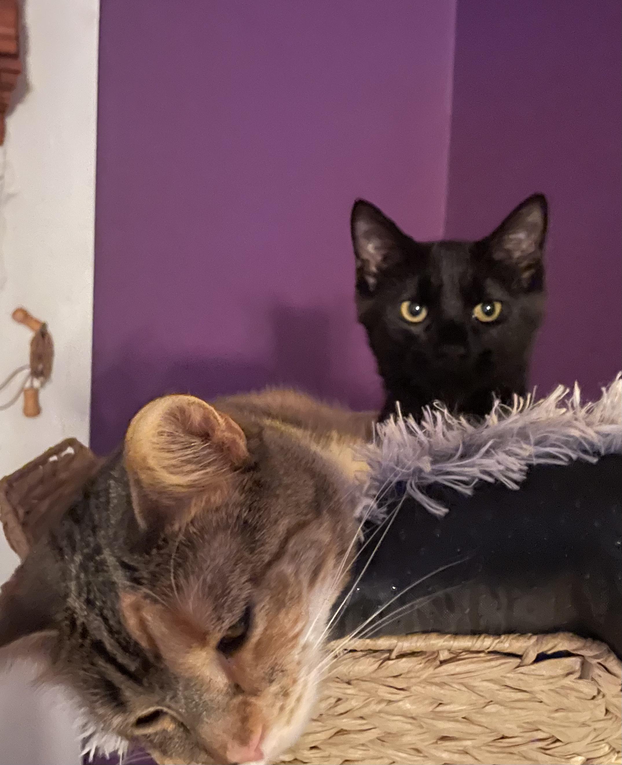 Enlarge Pepper, a ADOPTABLE Domestic Short Hair in Cincinnati, OH image 2/4