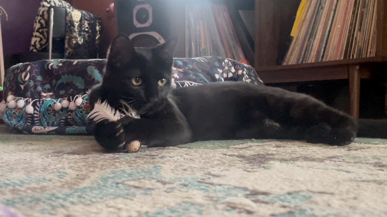 Enlarge Pepper, a ADOPTABLE Domestic Short Hair in Cincinnati, OH video 1/4