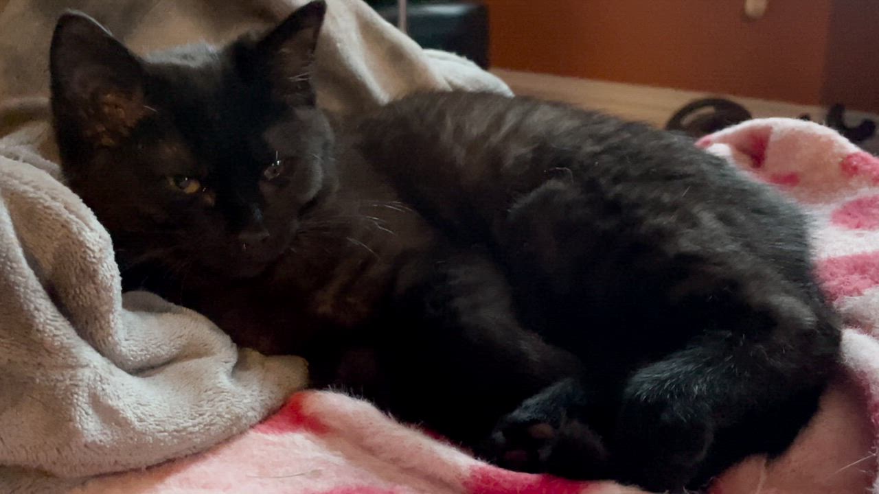 Enlarge Pepper, a ADOPTABLE Domestic Short Hair in Cincinnati, OH video 1/4