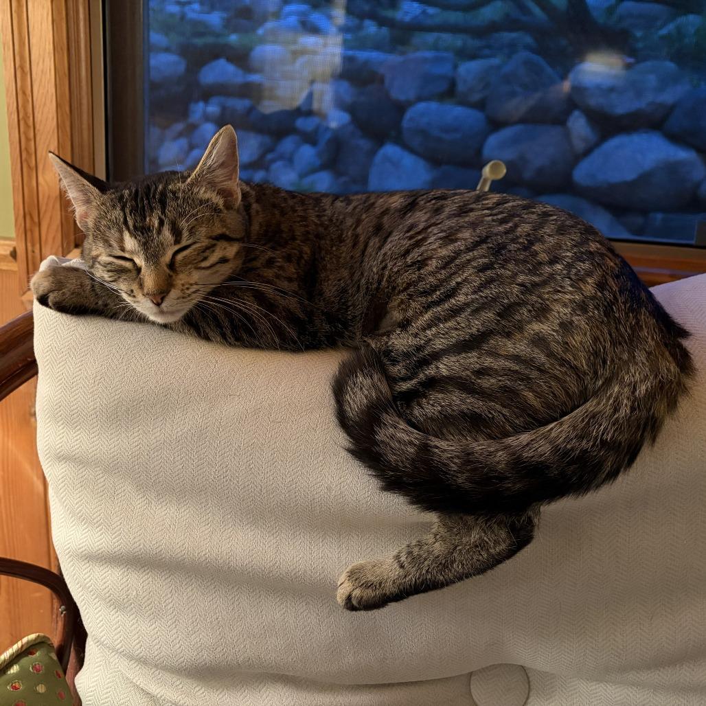 Enlarge Butterfree, a Adoptable Domestic Short Hair in St. Paul, MN image 1/6
