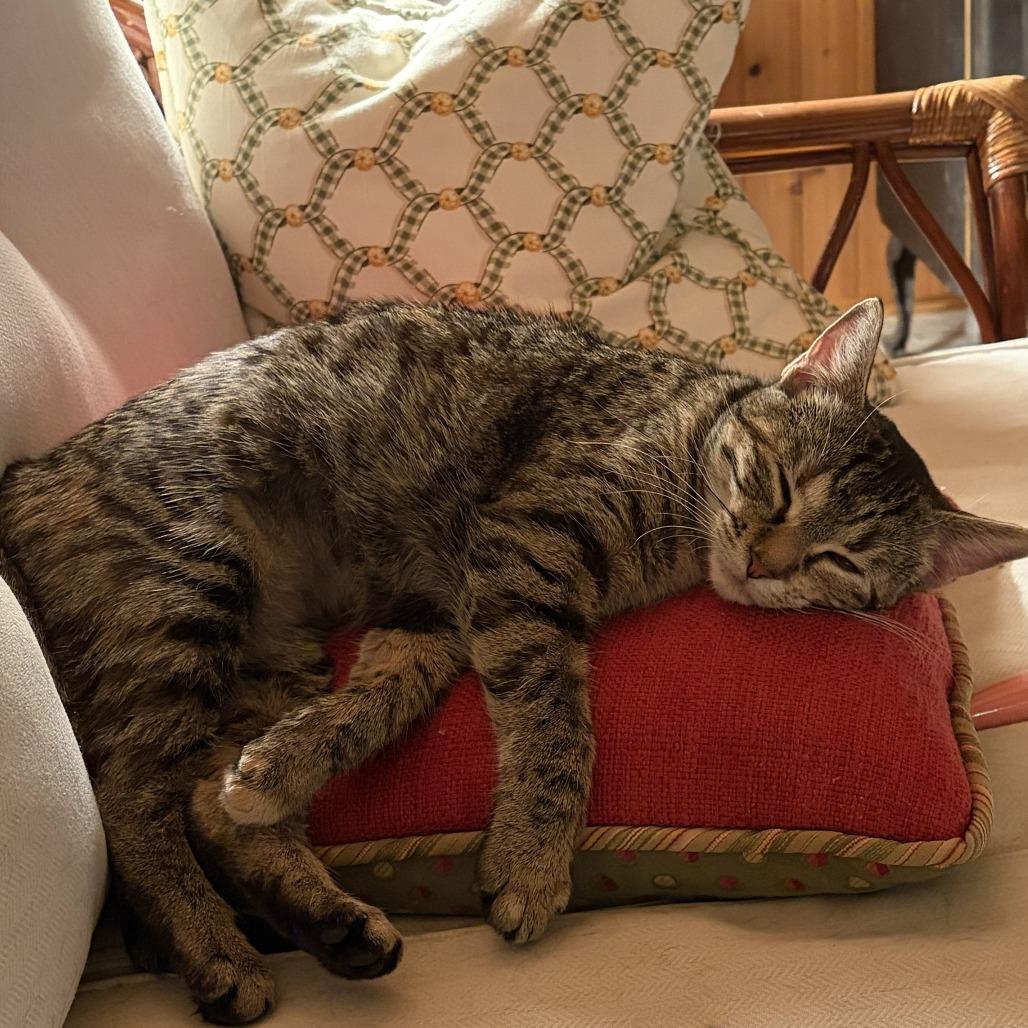 Enlarge Butterfree, a Adoptable Domestic Short Hair in St. Paul, MN image 2/6