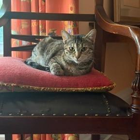 Butterfree, a Adoptable Domestic Short Hair in St. Paul, MN image 3/5