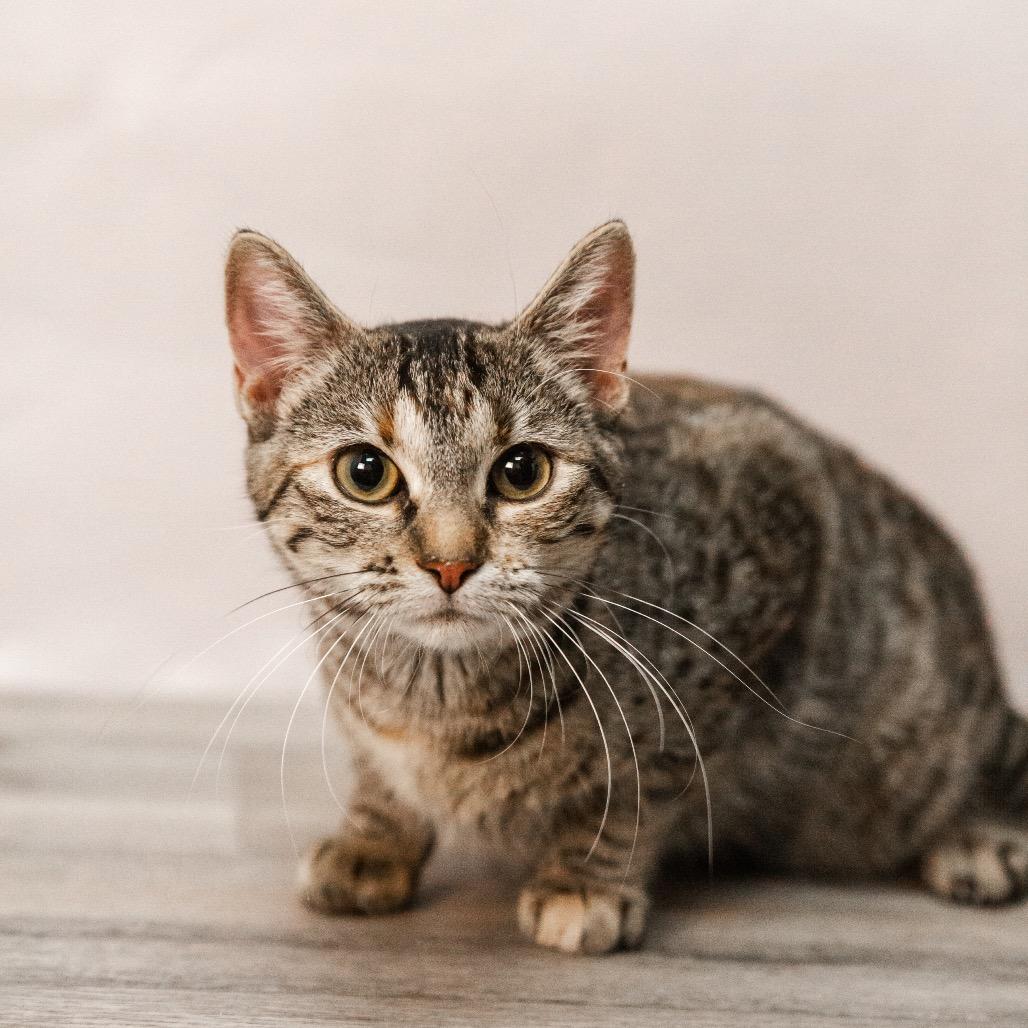 Enlarge Butterfree, a Adoptable Domestic Short Hair in St. Paul, MN image 3/6