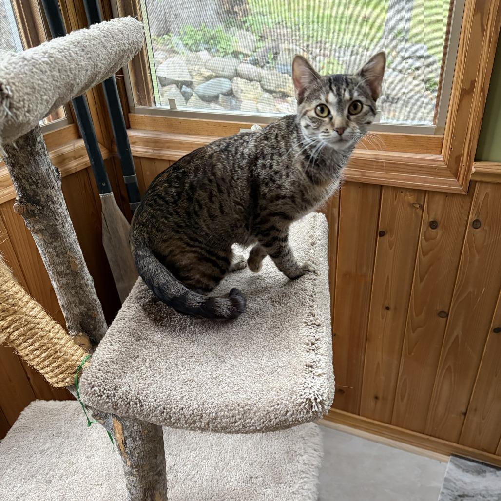 Enlarge Butterfree, a Adoptable Domestic Short Hair in St. Paul, MN image 4/6