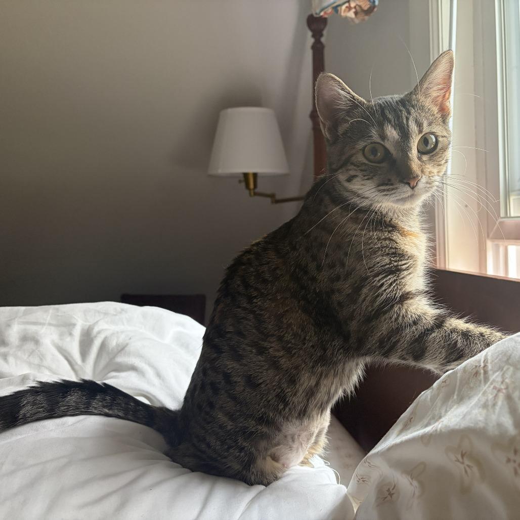 Enlarge Butterfree, a Adoptable Domestic Short Hair in St. Paul, MN image 5/6