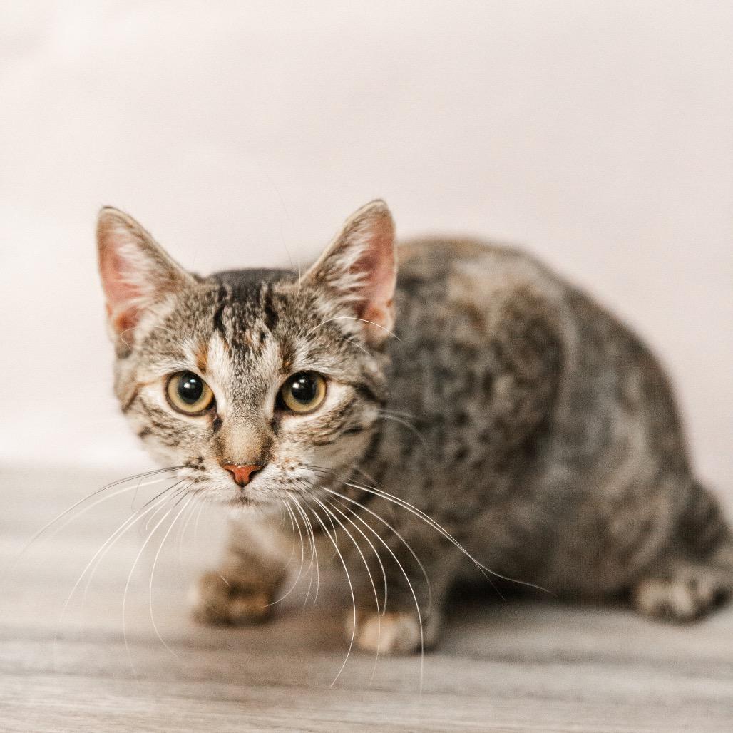 Enlarge Butterfree, a Adoptable Domestic Short Hair in St. Paul, MN image 6/6