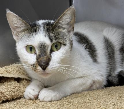Enlarge LEAF, a Adoptable Domestic Short Hair in Killeen, TX image 1/1