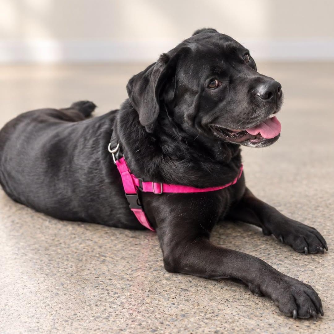 BEATRICE LOUISE, Adoptable, Adult Female Cane Corso.