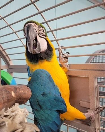 Skittles, Adoptable, Adult Male Macaw.