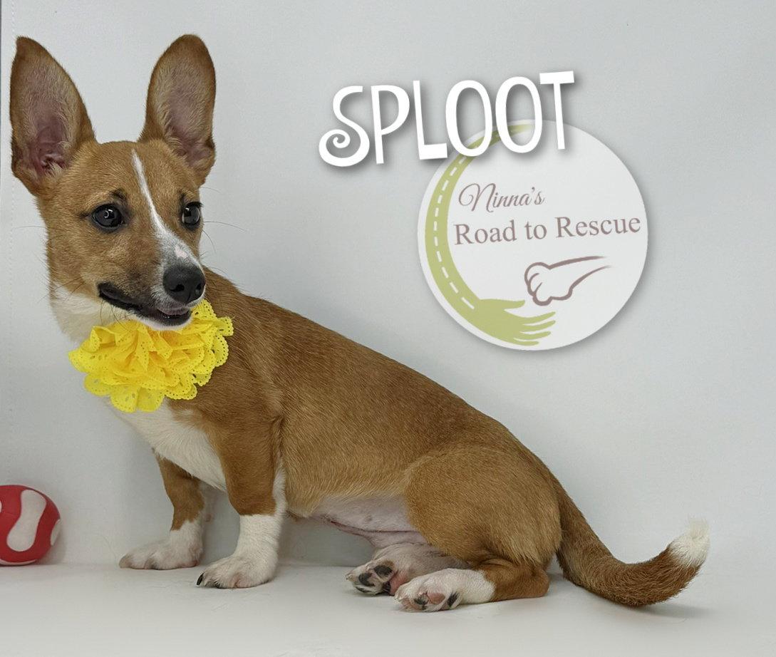 Sploot, Adoptable, Puppy Female Corgi.