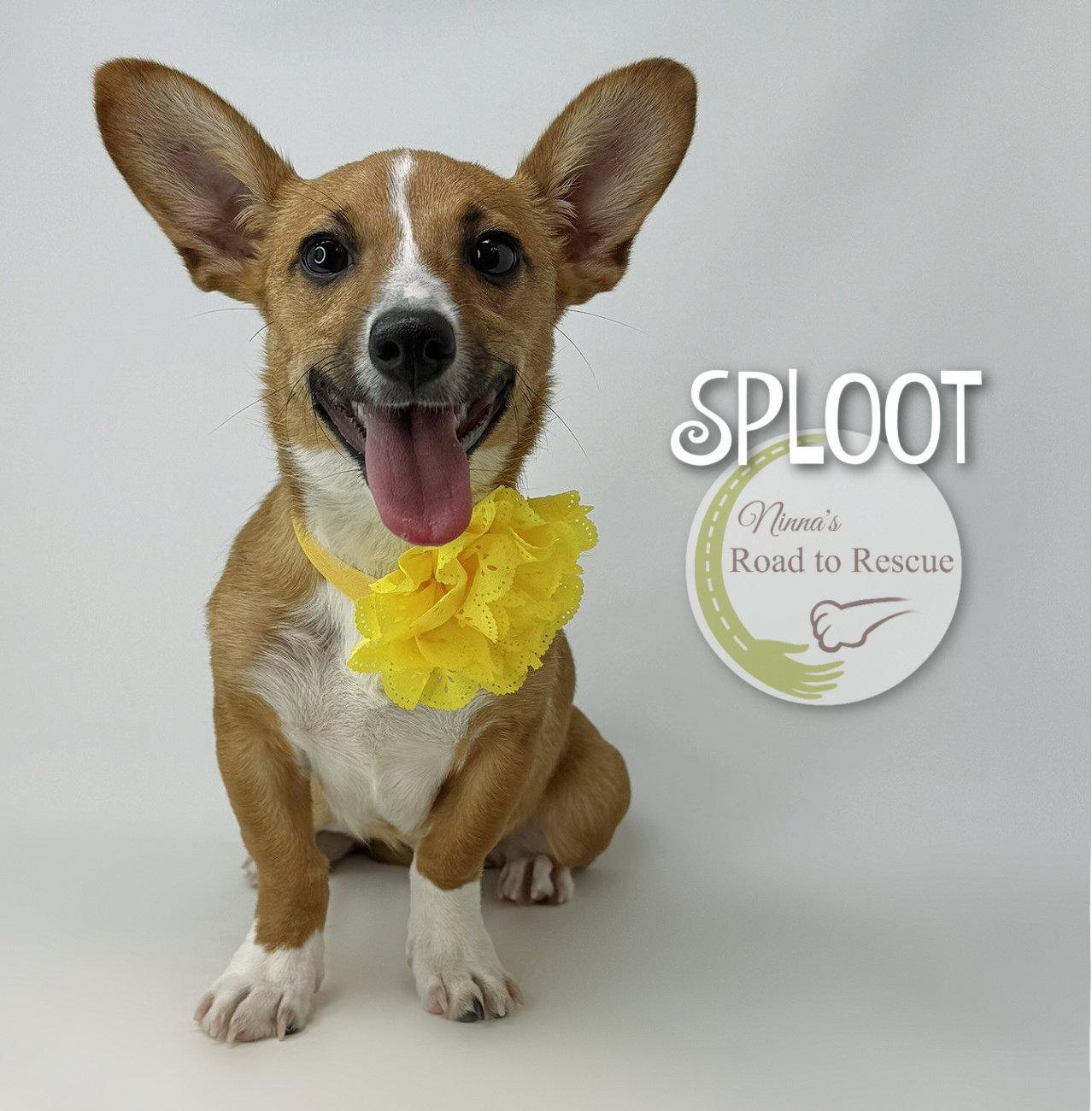 Sploot, a Adoptable Corgi in Benton, LA image 3/3