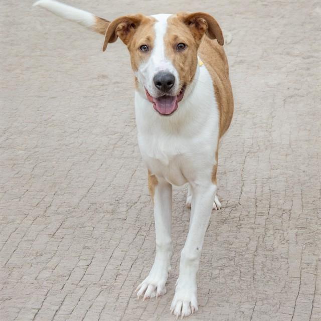 Enlarge RYLAND, a Adoptable mixed breed in Saint Louis, MO image 1/1