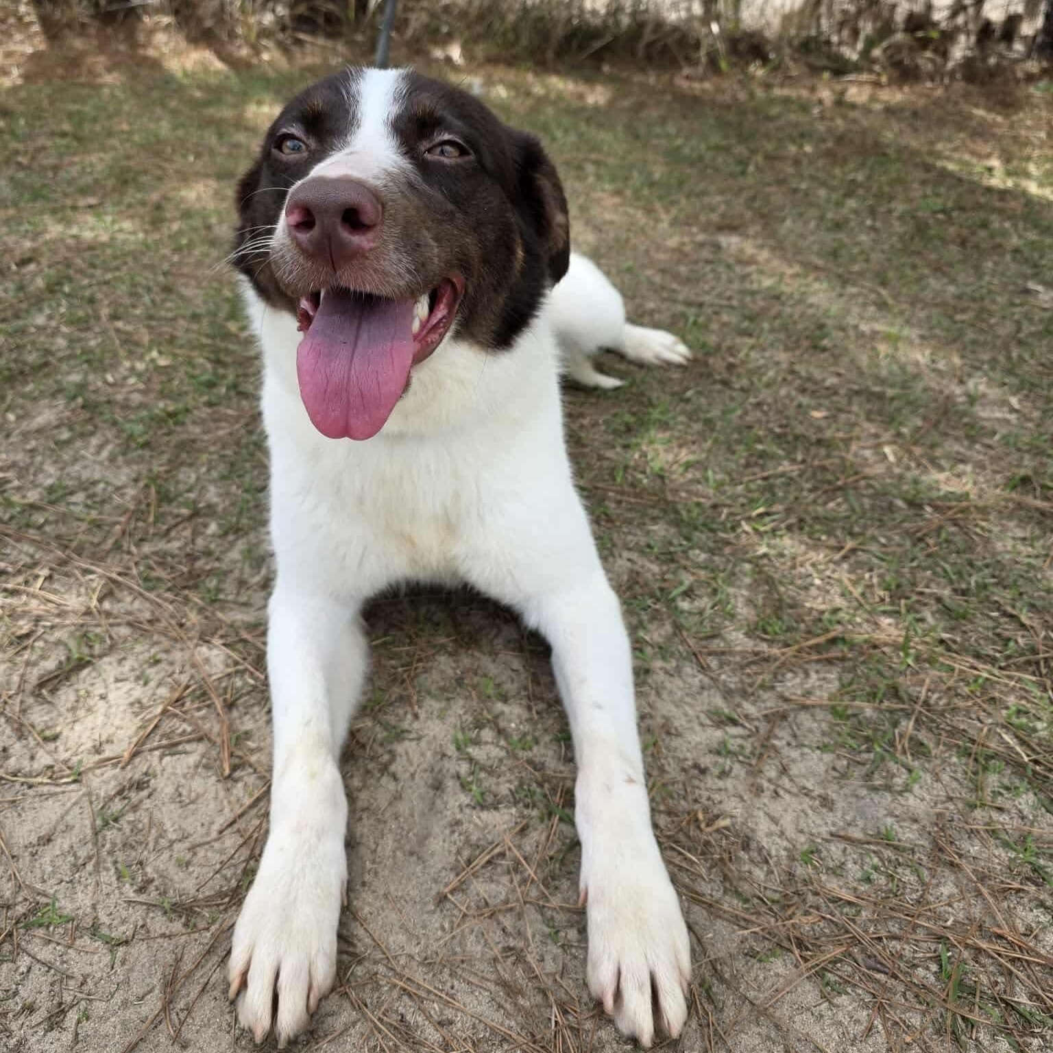 Cookie, an adopted mixed breed in Southfield , MI image 5/6