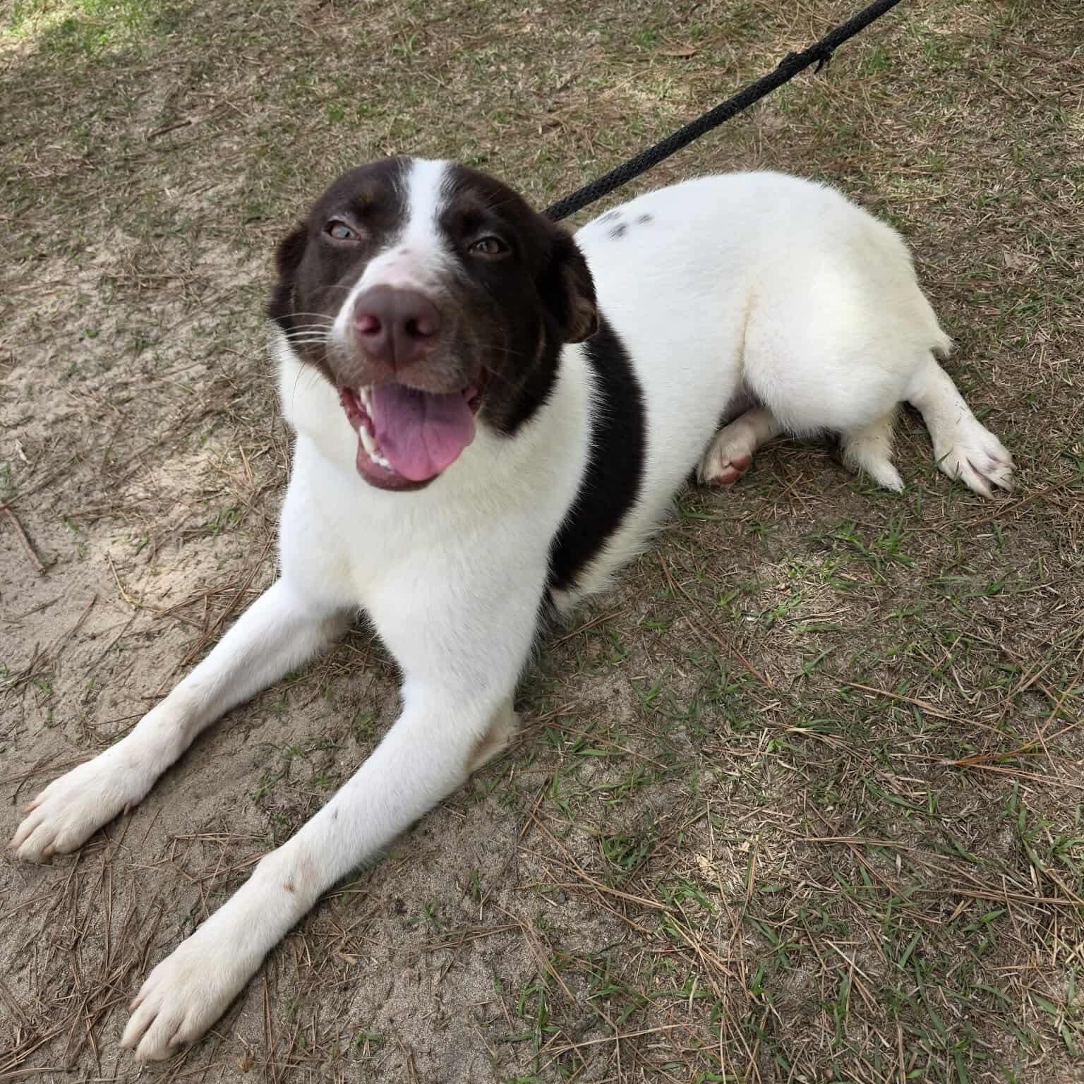 Cookie, an adopted mixed breed in Southfield , MI image 4/6