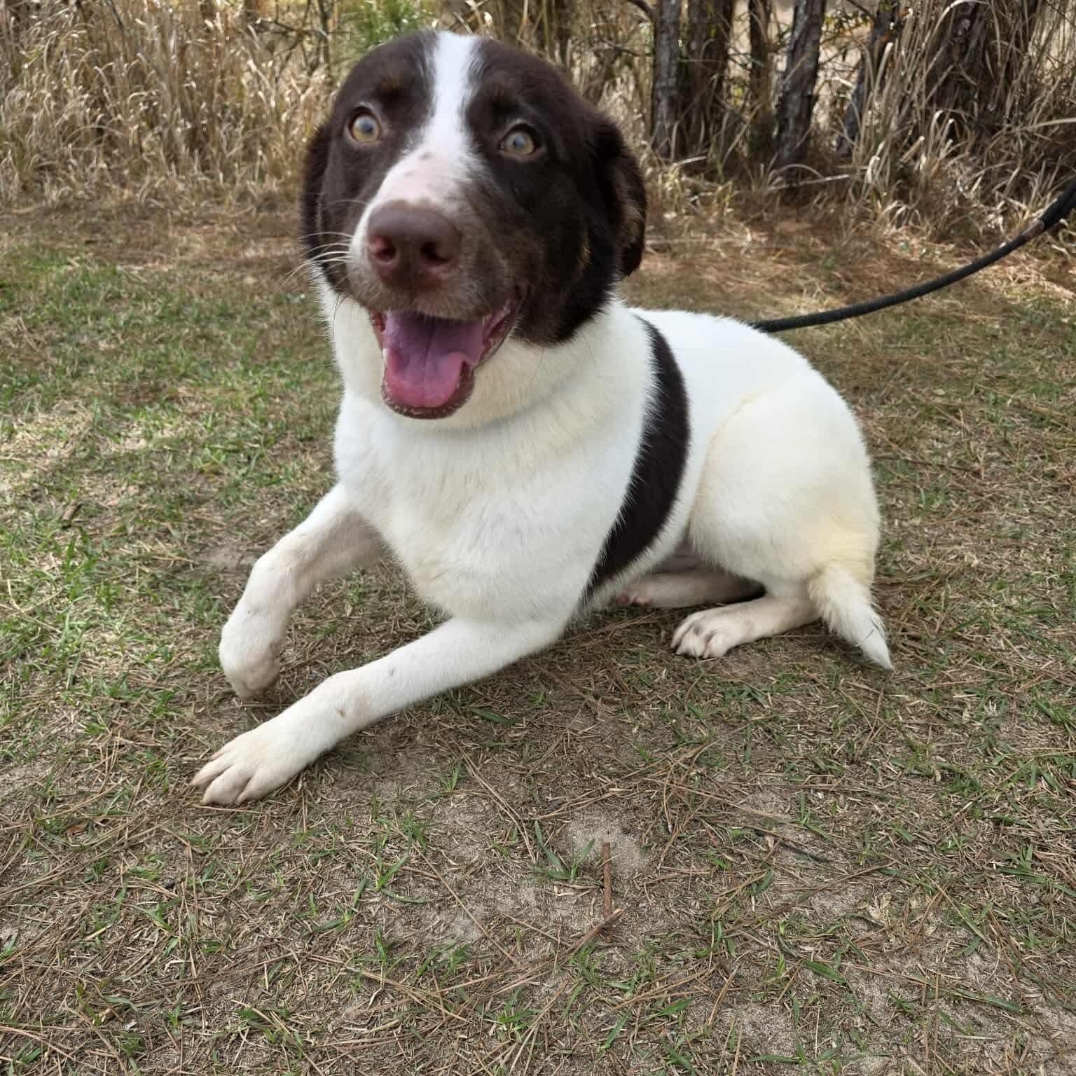 Cookie, an adopted mixed breed in Southfield , MI image 6/6