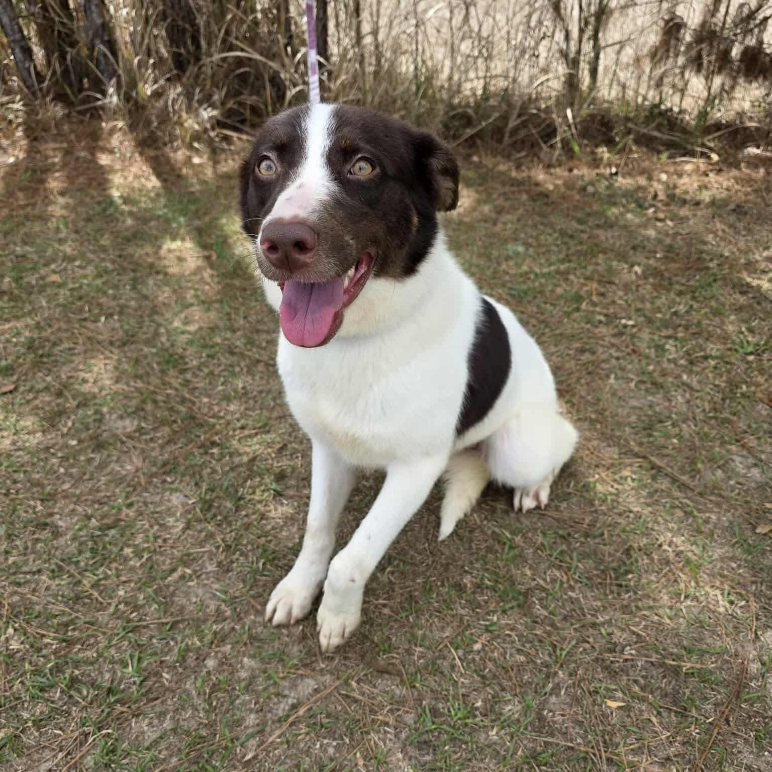 Cookie, an adopted mixed breed in Southfield , MI image 2/6