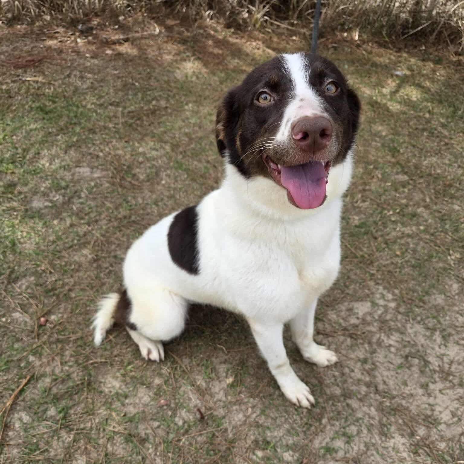 Cookie, adopted, Young Female Australian Shepherd & Border Collie.