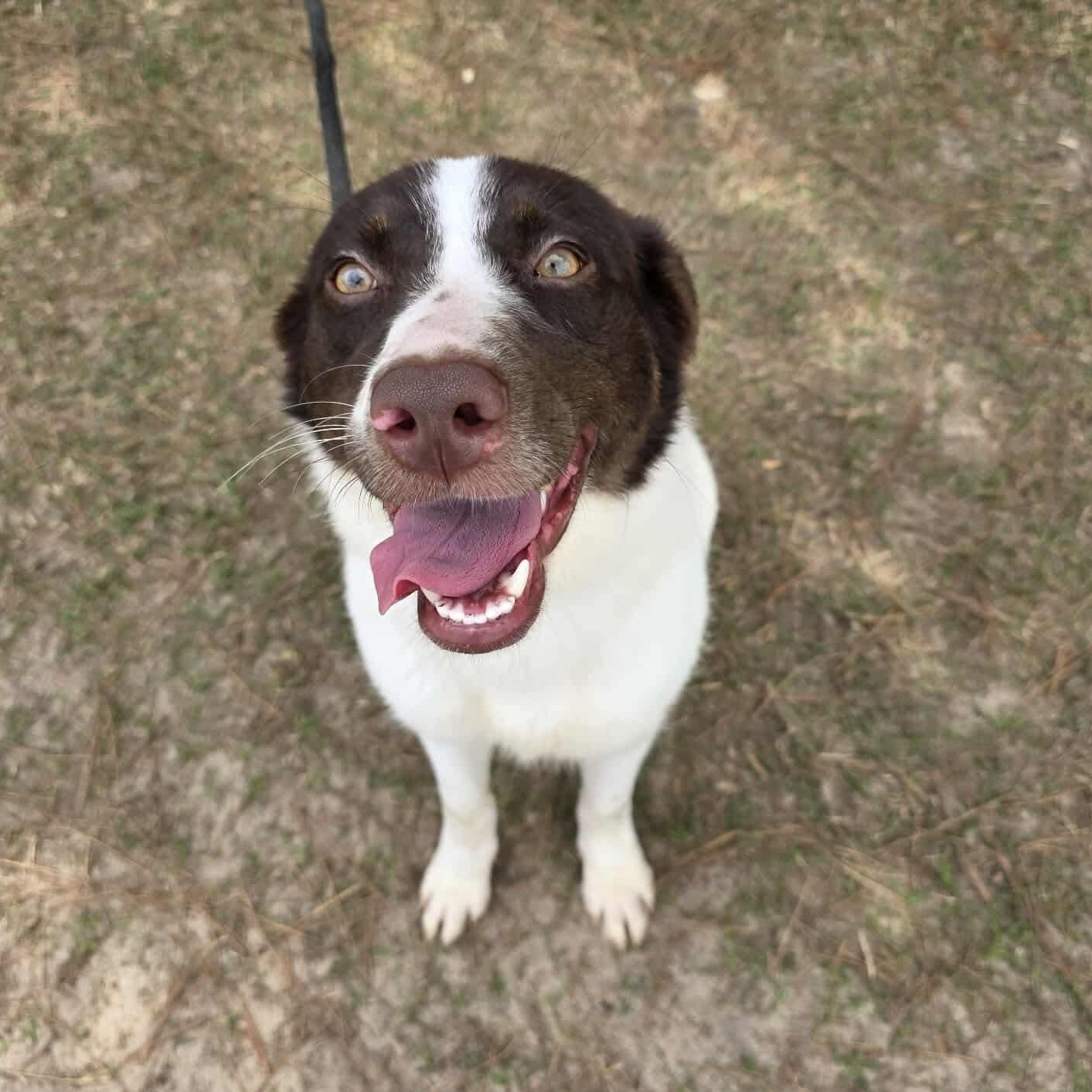 Cookie, an adopted mixed breed in Southfield , MI image 3/6