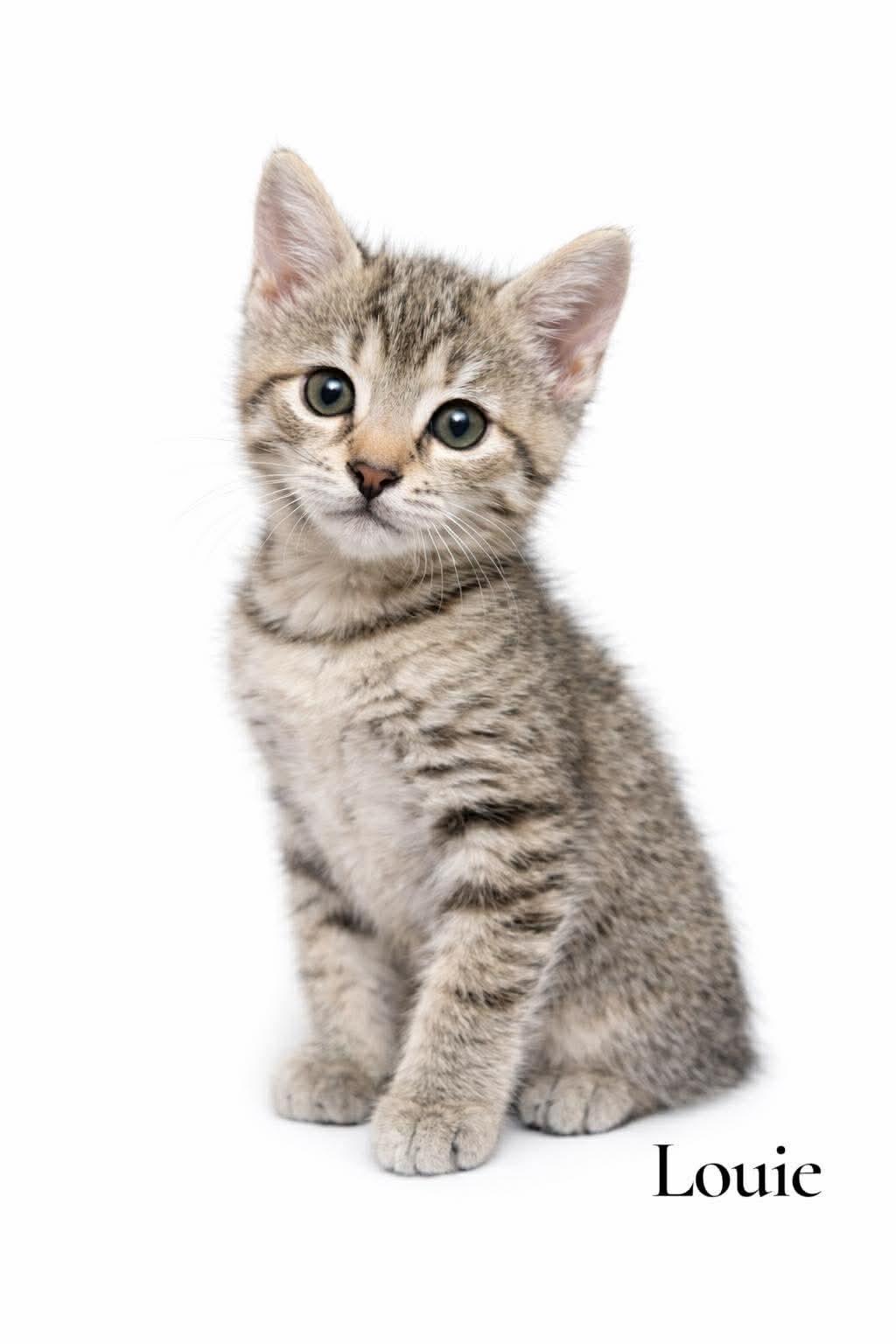 Louie, ADOPTABLE, Kitten Male Domestic Short Hair.