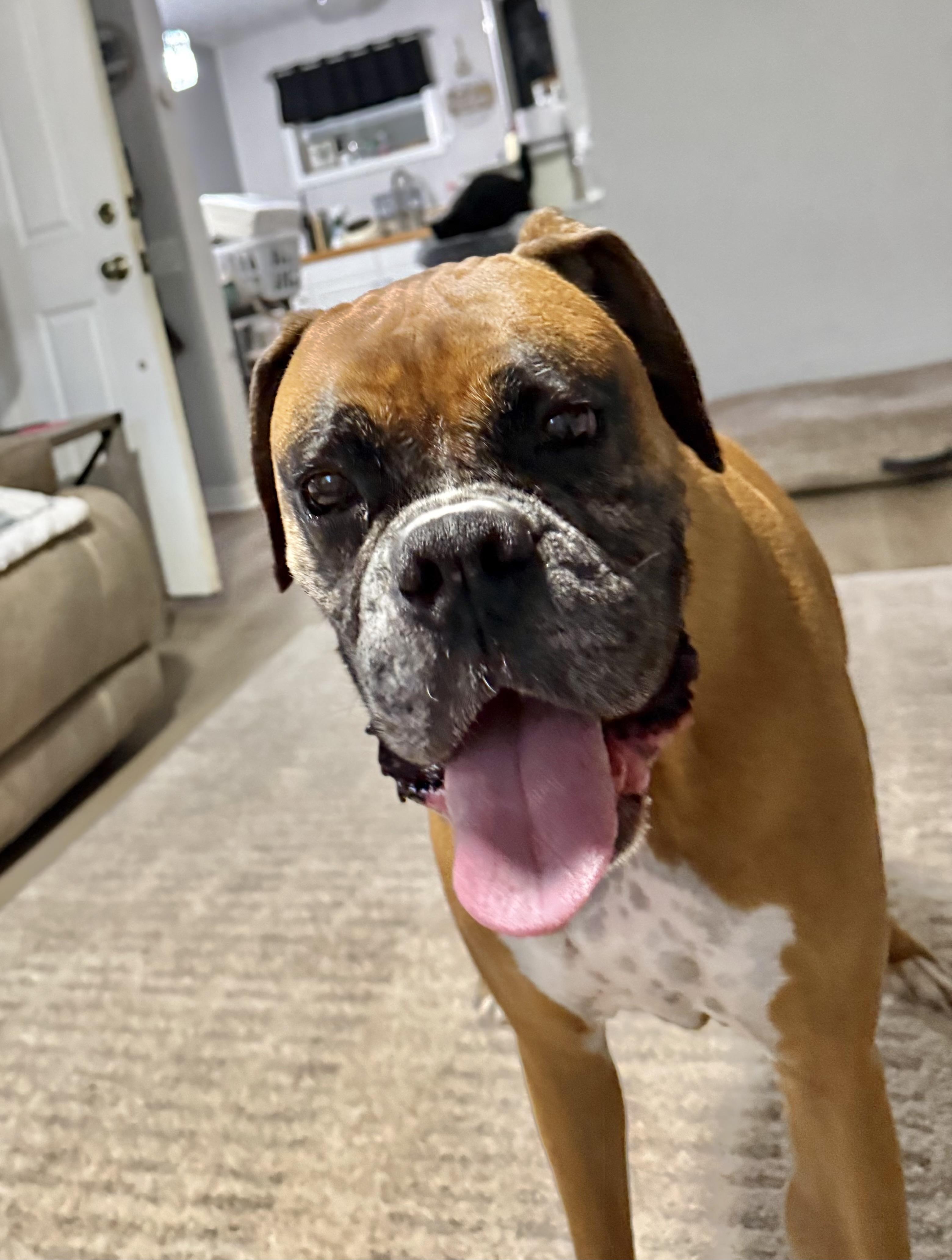 Enlarge Maverick (*video) pure bred boxer, a Adoptable Boxer in Port Orange, FL image 1/4