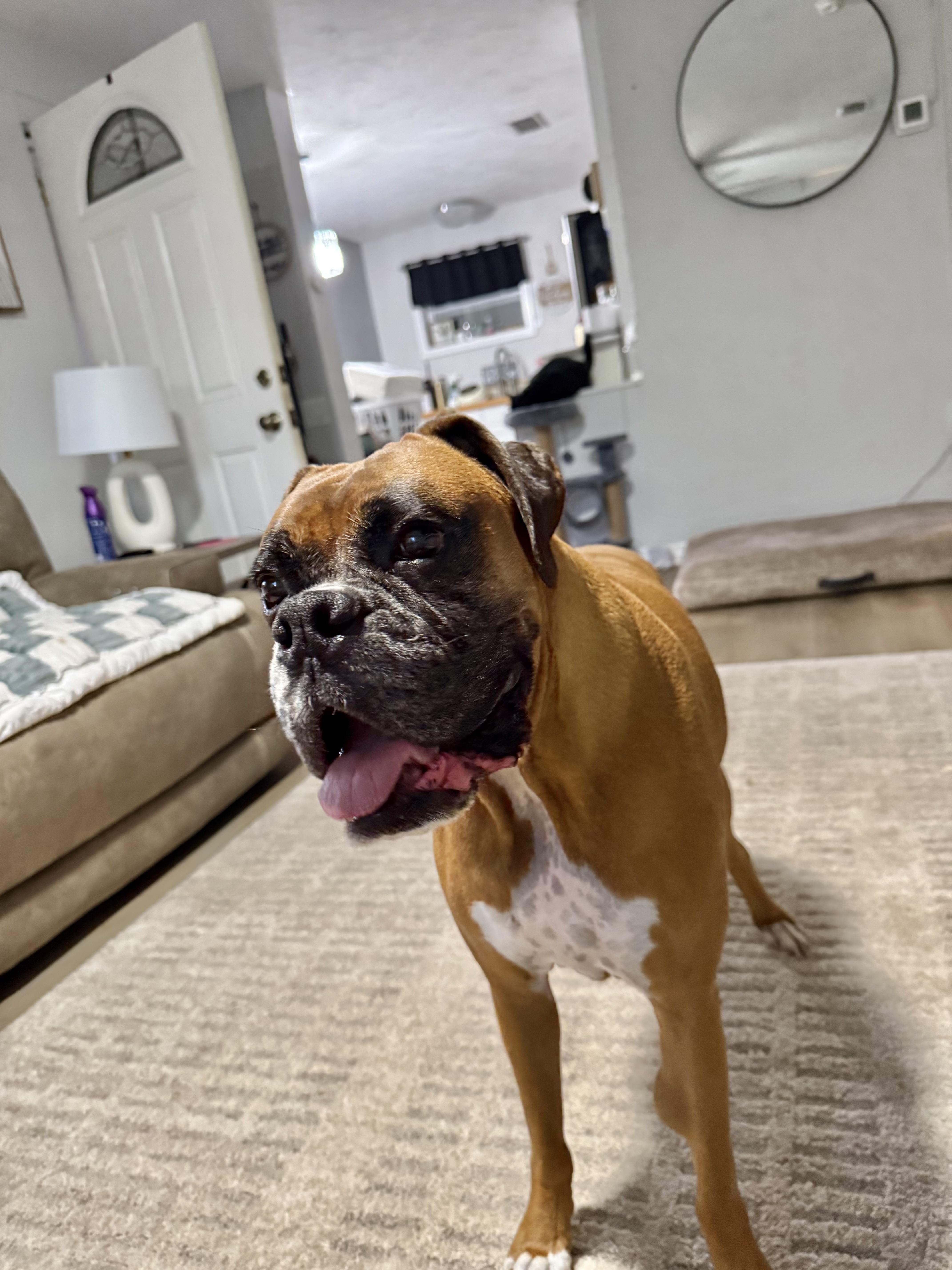 Enlarge Maverick (*video) pure bred boxer, a Adoptable Boxer in Port Orange, FL image 2/4