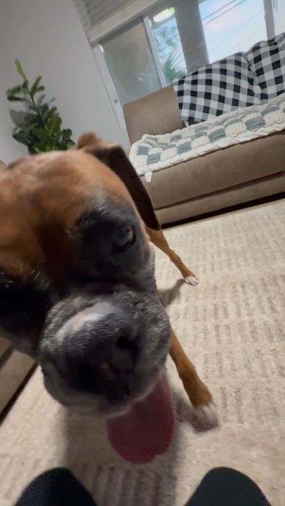 Enlarge Maverick (*video) pure bred boxer, a Adoptable Boxer in Port Orange, FL video 4/4