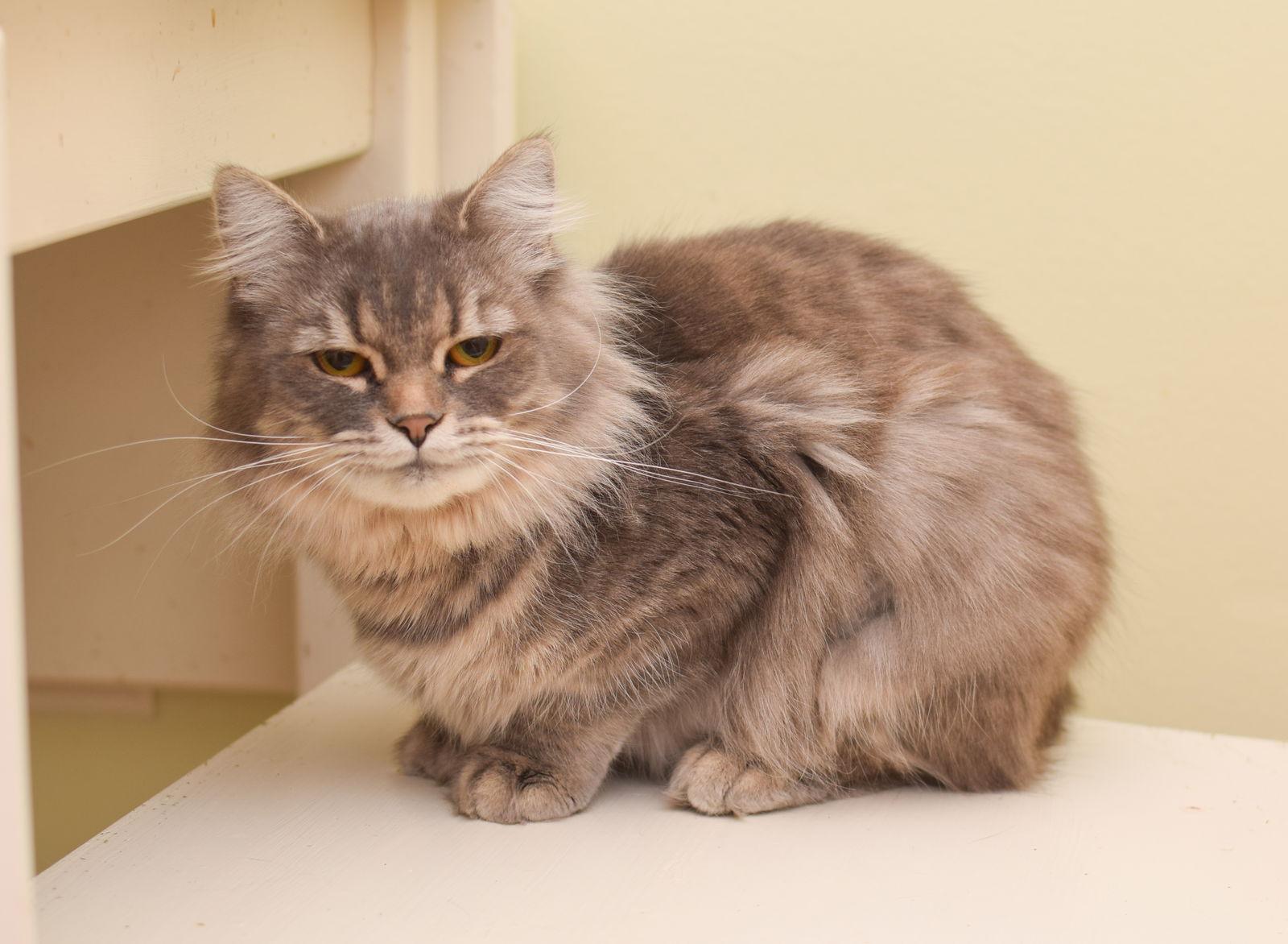 Enlarge Rumi, a Adopted Maine Coon in Hockessin, DE image 1/3