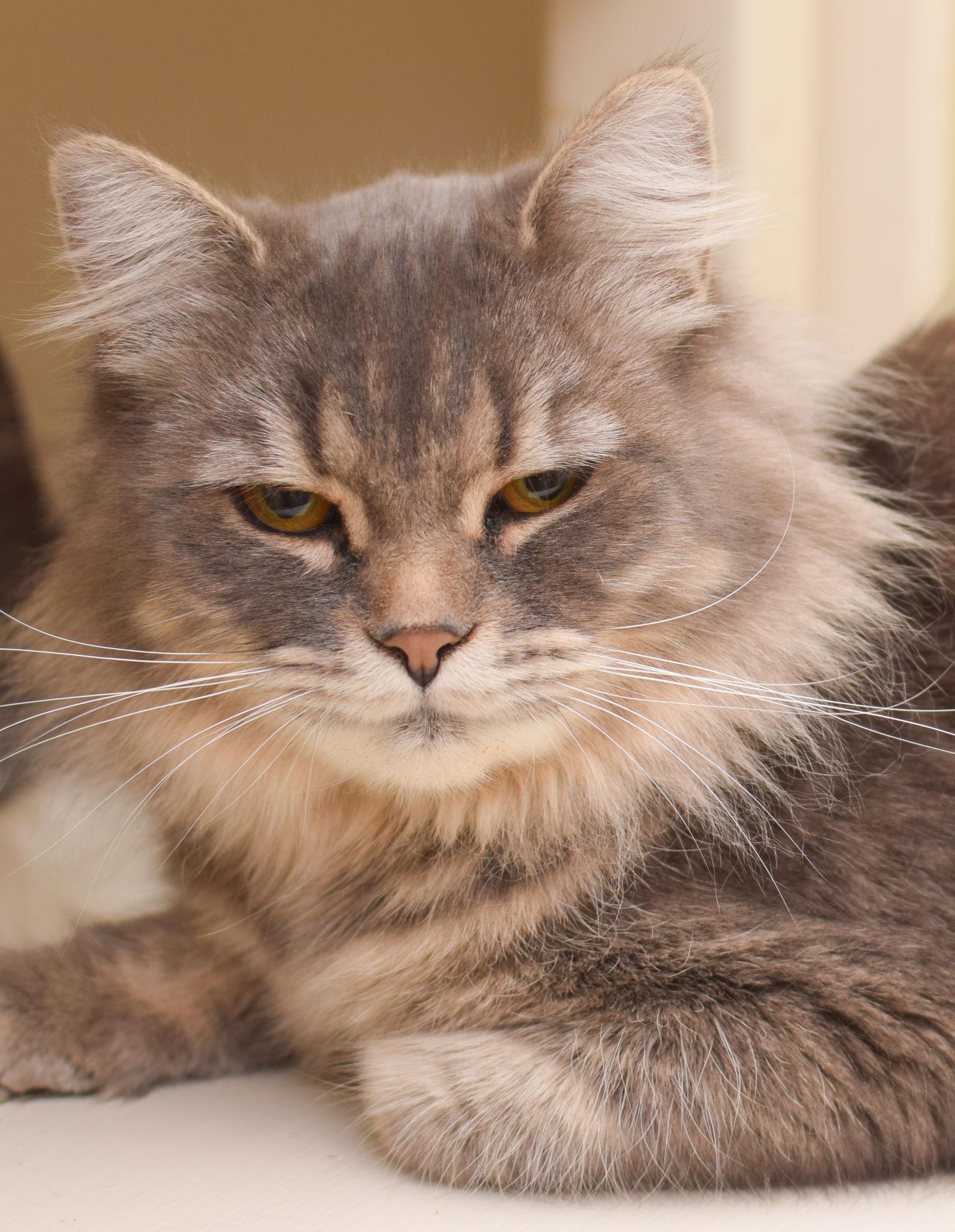 Enlarge Rumi, a Adopted Maine Coon in Hockessin, DE image 2/3