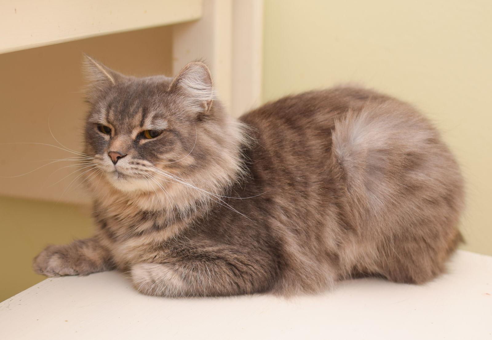 Enlarge Rumi, a Adopted Maine Coon in Hockessin, DE image 3/3