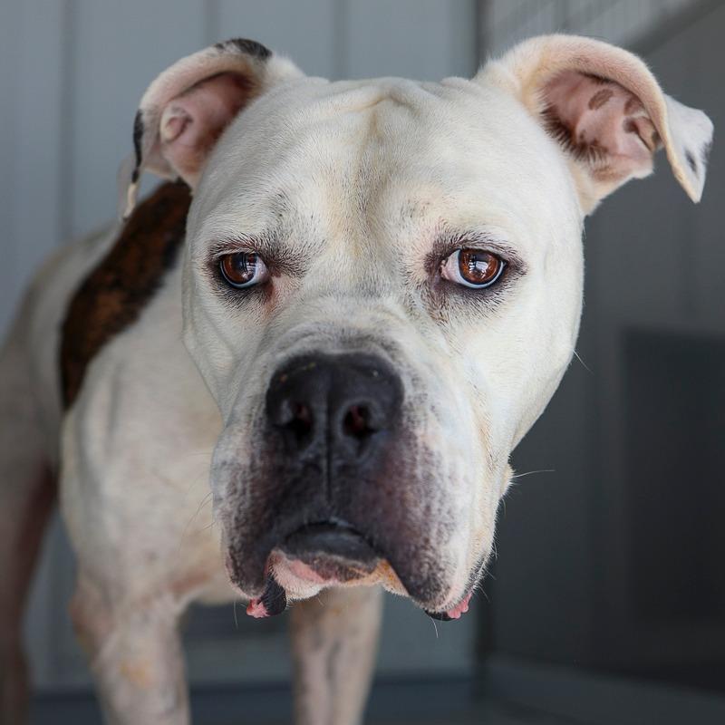 Enlarge Gentle Giant, a Adoptable mixed breed in Bradenton, FL image 1/2