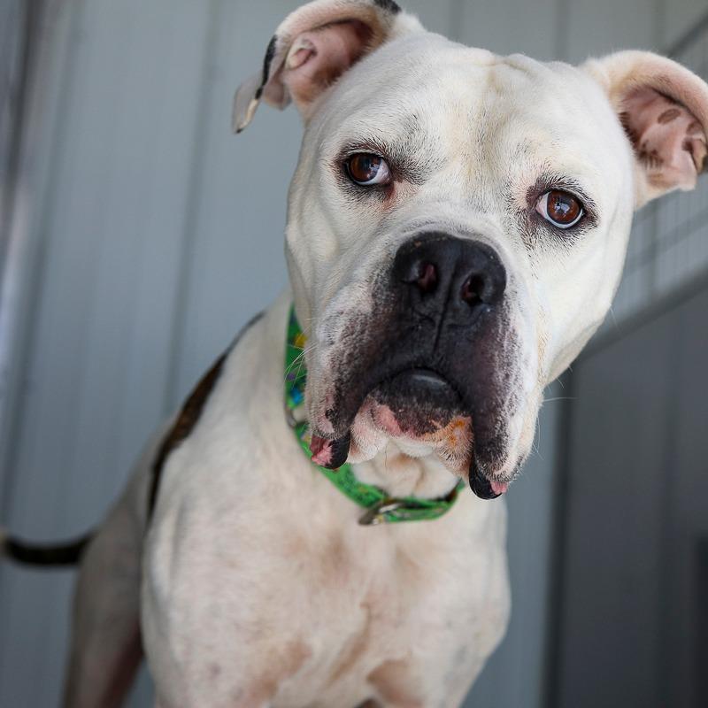 Enlarge Gentle Giant, a Adoptable mixed breed in Bradenton, FL image 2/2