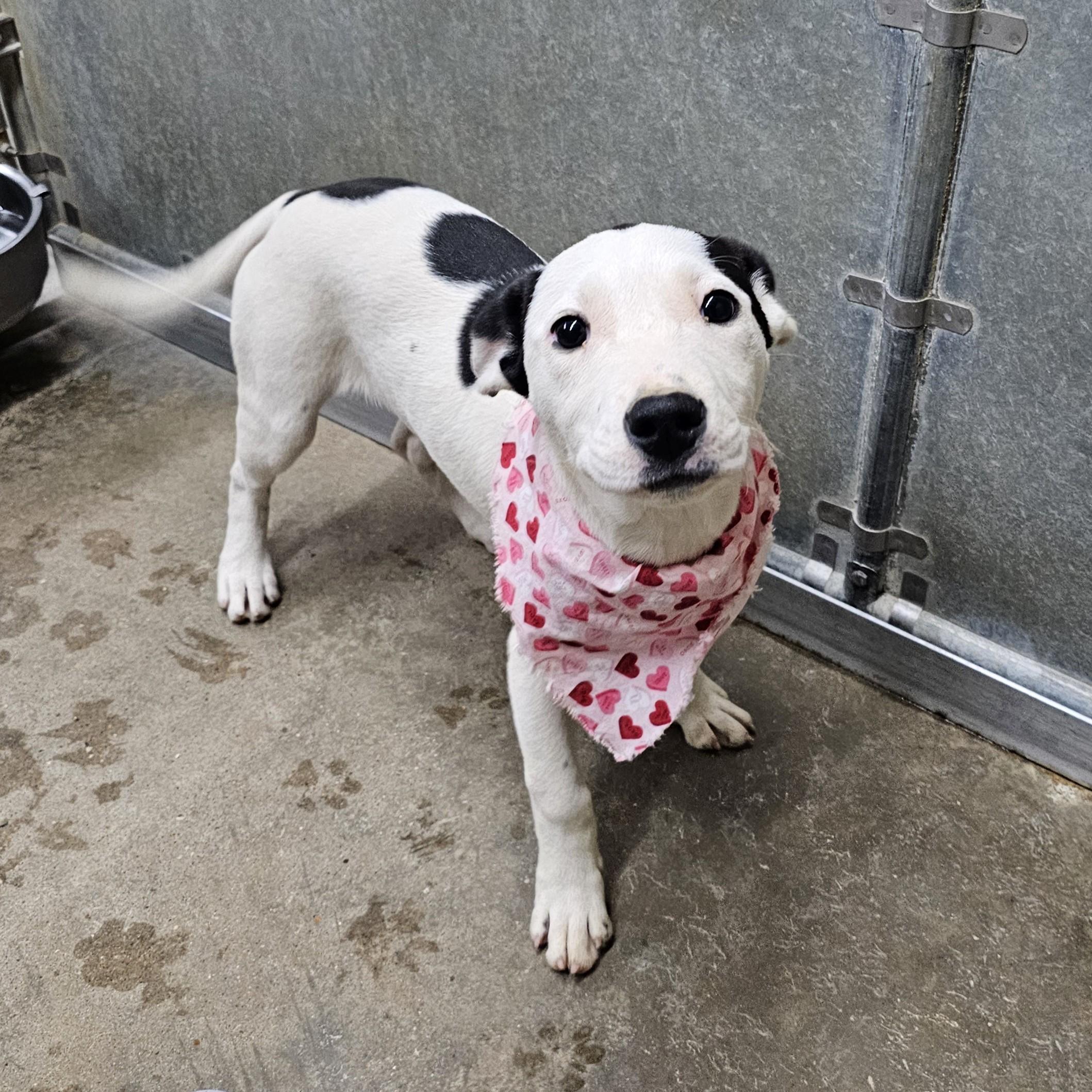 Enlarge Motorola, a ADOPTABLE Mixed Breed in Searcy, AR image 1/6