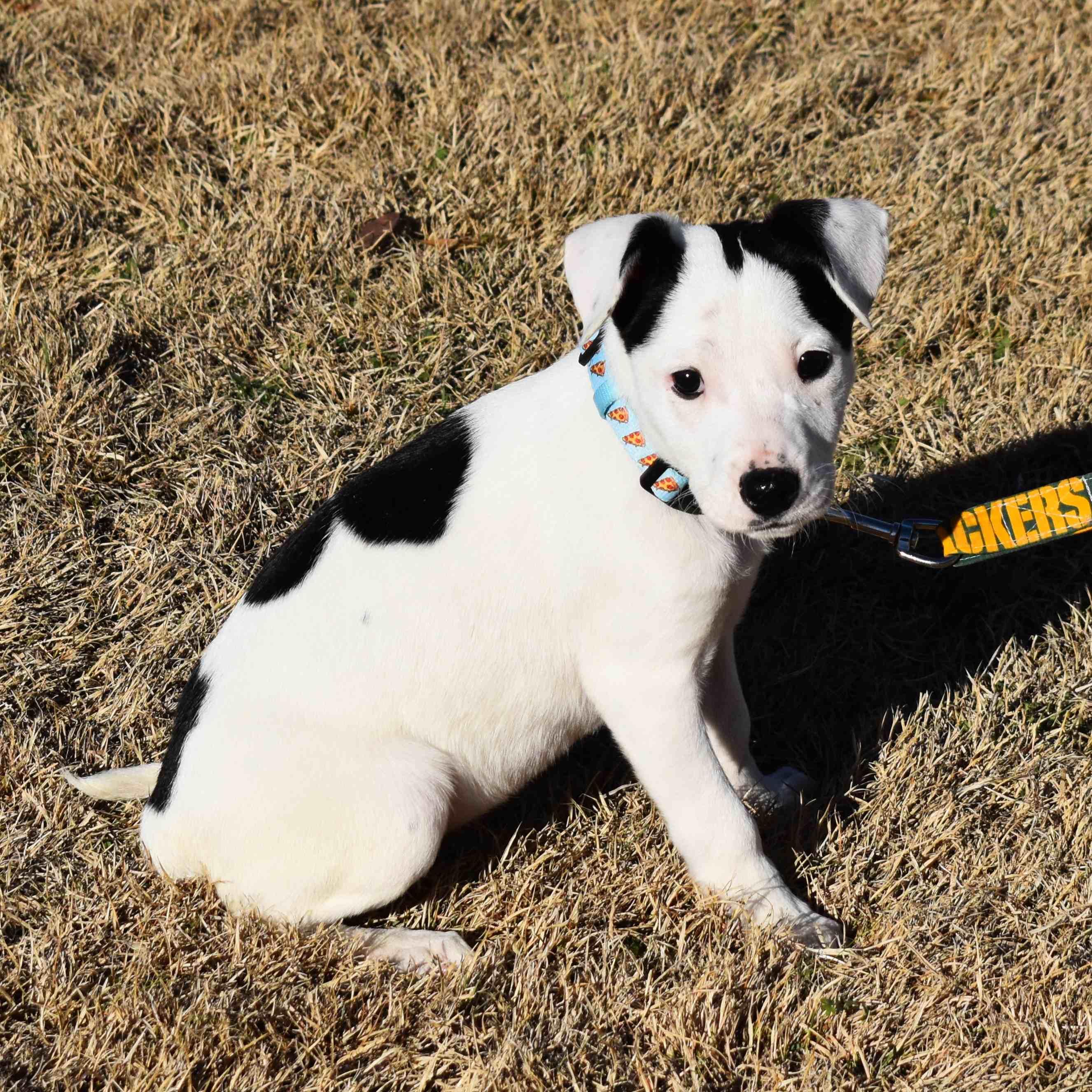 Enlarge Motorola, a ADOPTABLE Mixed Breed in Searcy, AR image 4/6