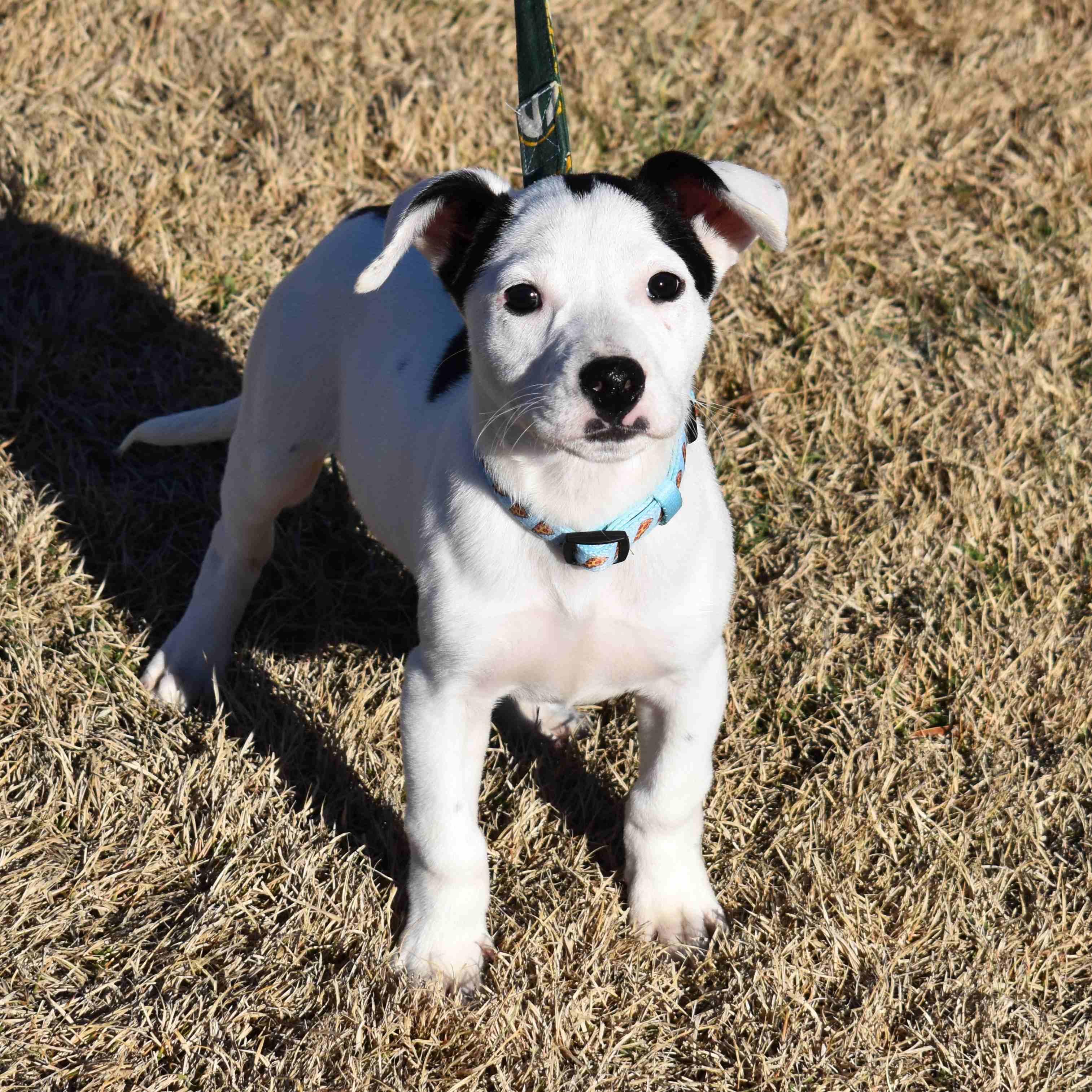 Enlarge Motorola, a ADOPTABLE Mixed Breed in Searcy, AR image 3/6