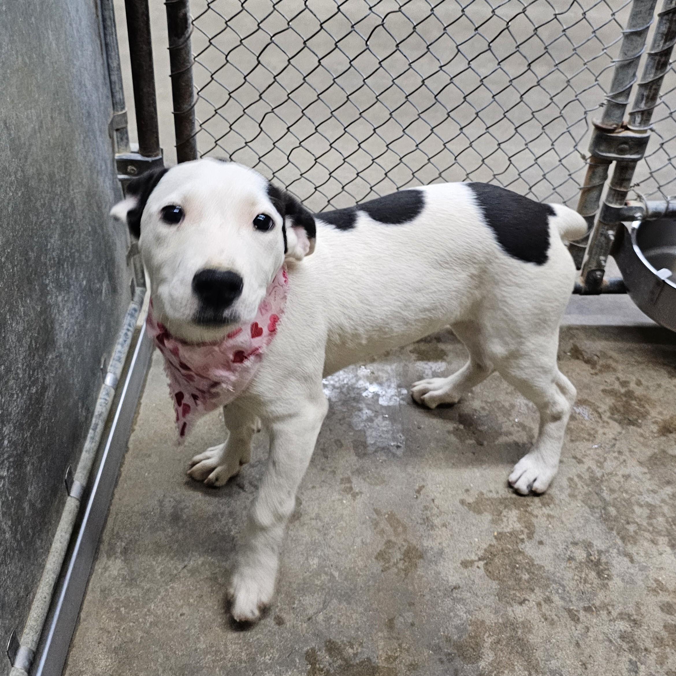 Enlarge Motorola, a ADOPTABLE Mixed Breed in Searcy, AR image 6/6