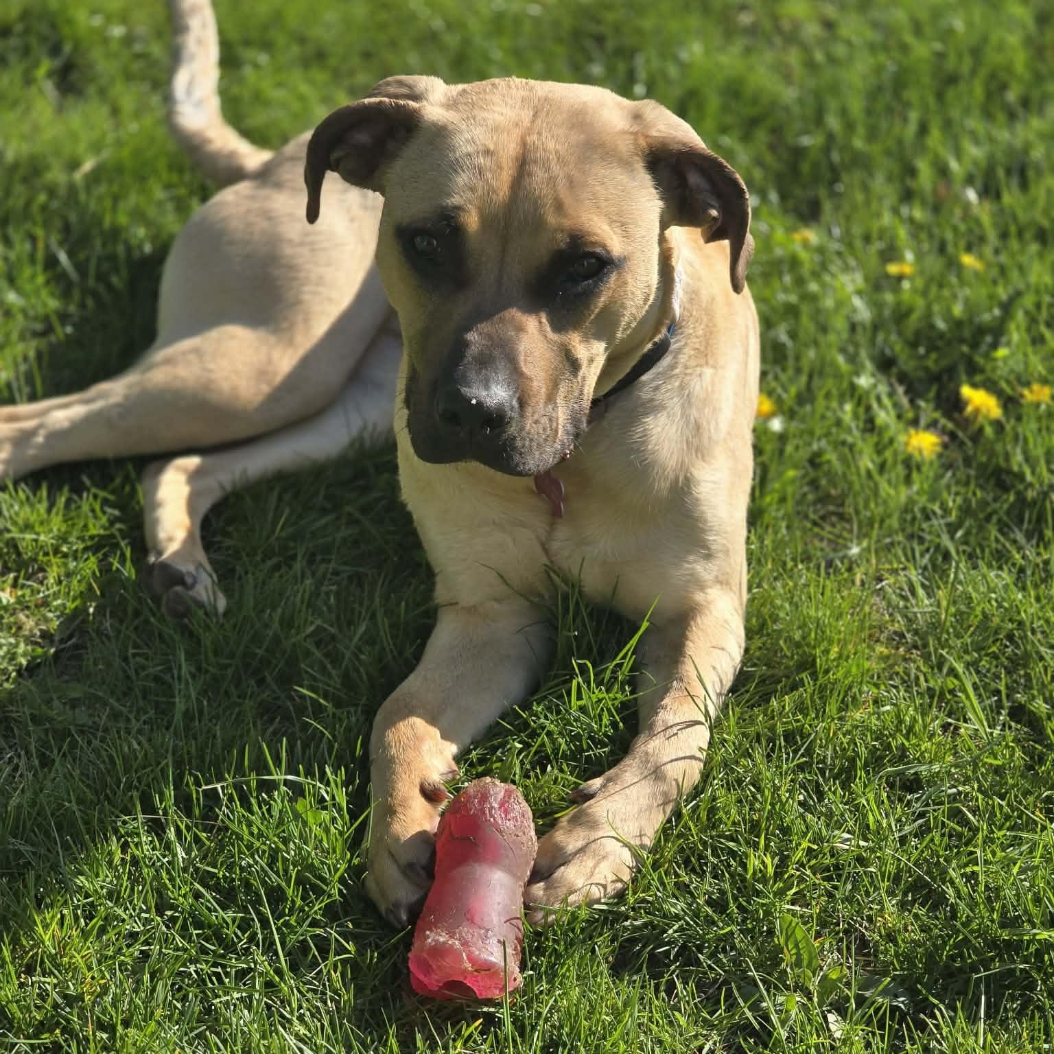 Rosey, a ADOPTABLE mixed breed in Monticello, MN image 1/6