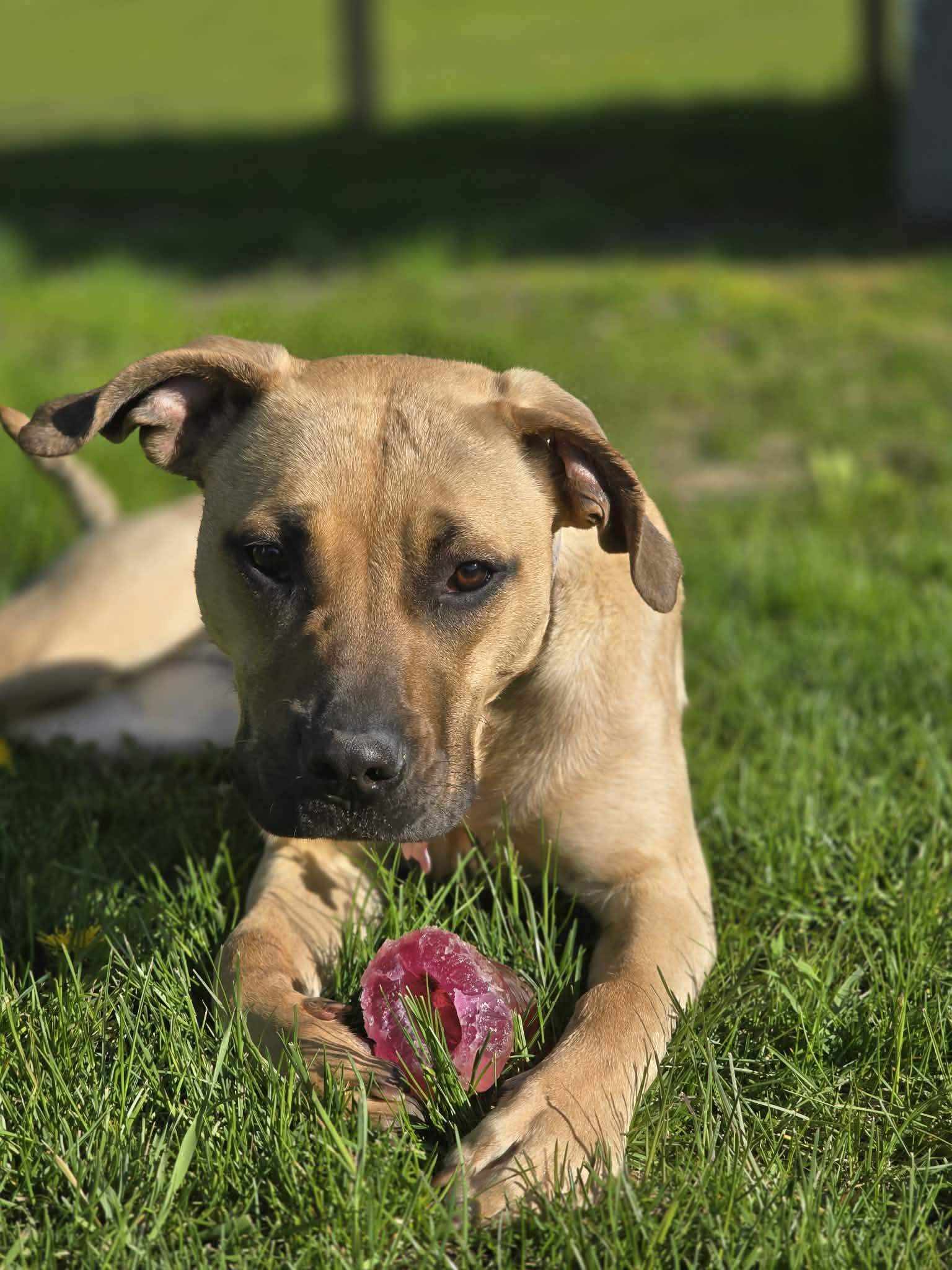 Rosey, a ADOPTABLE mixed breed in Monticello, MN image 6/6