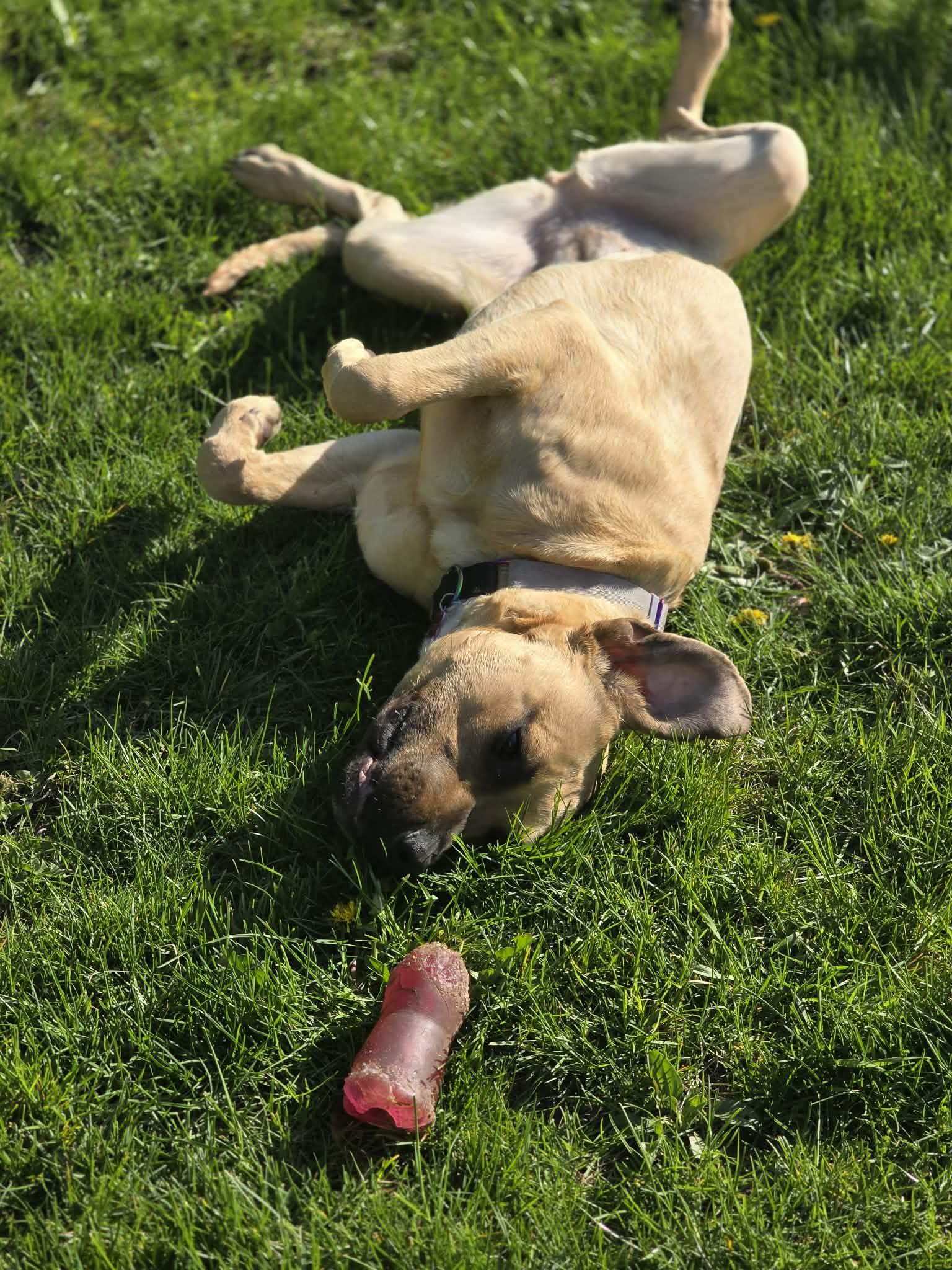 Rosey, a ADOPTABLE mixed breed in Monticello, MN image 5/6
