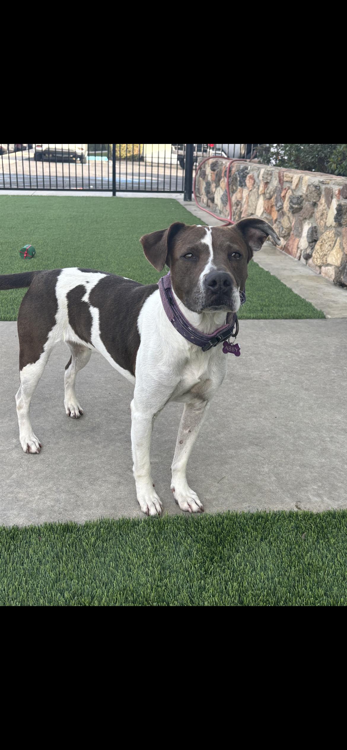 Pancake , a Adoptable mixed breed in Hamden, CT image 2/6