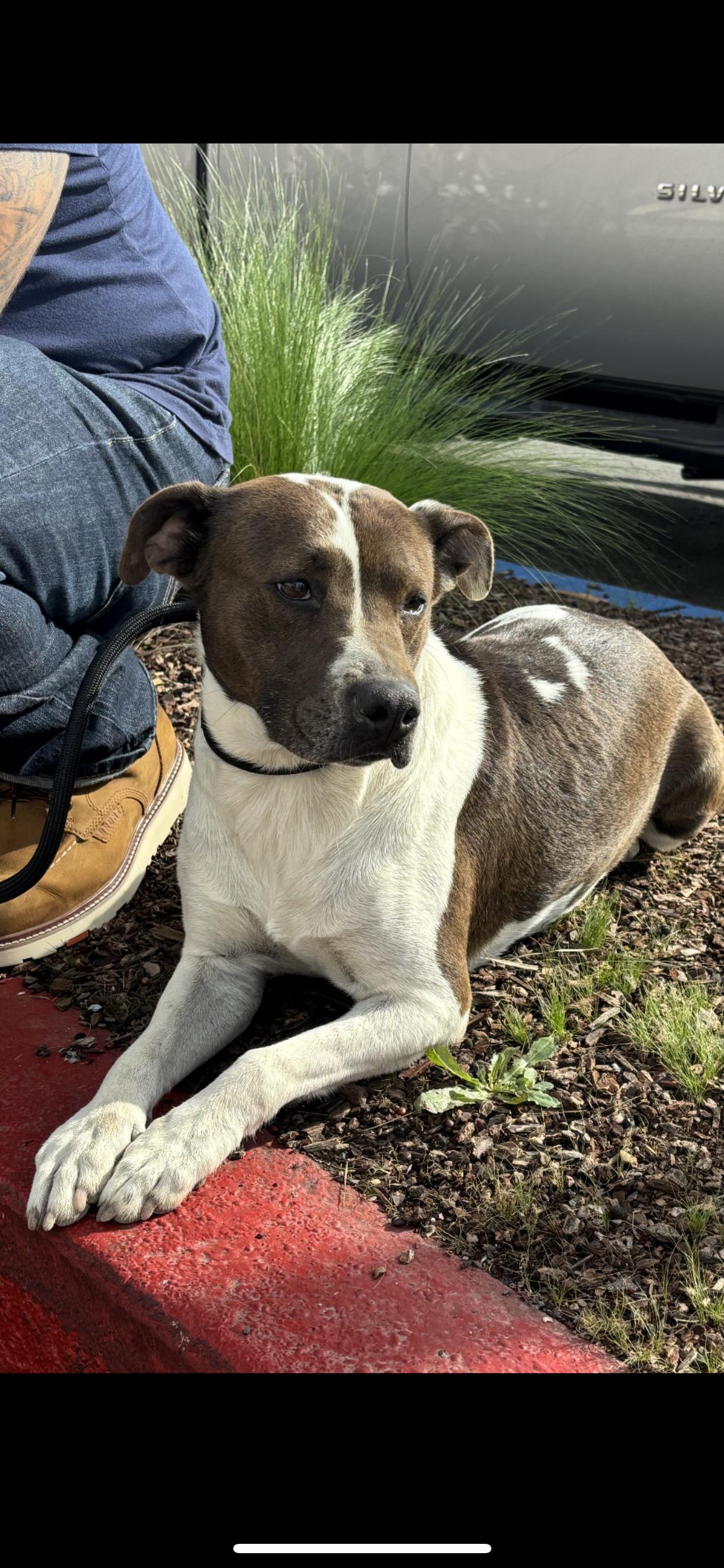 Pancake , a Adoptable mixed breed in Hamden, CT image 3/6