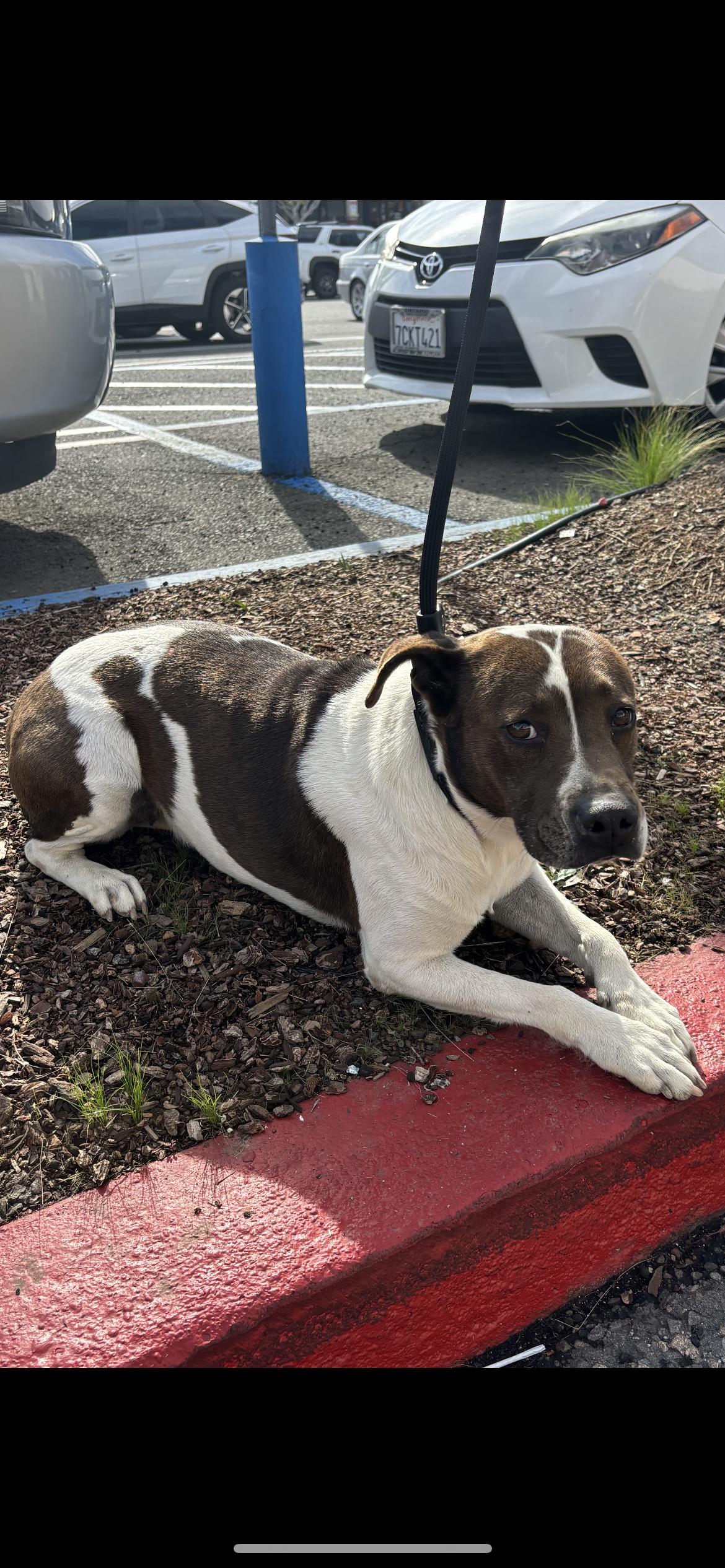 Pancake , a Adoptable mixed breed in Hamden, CT image 6/6