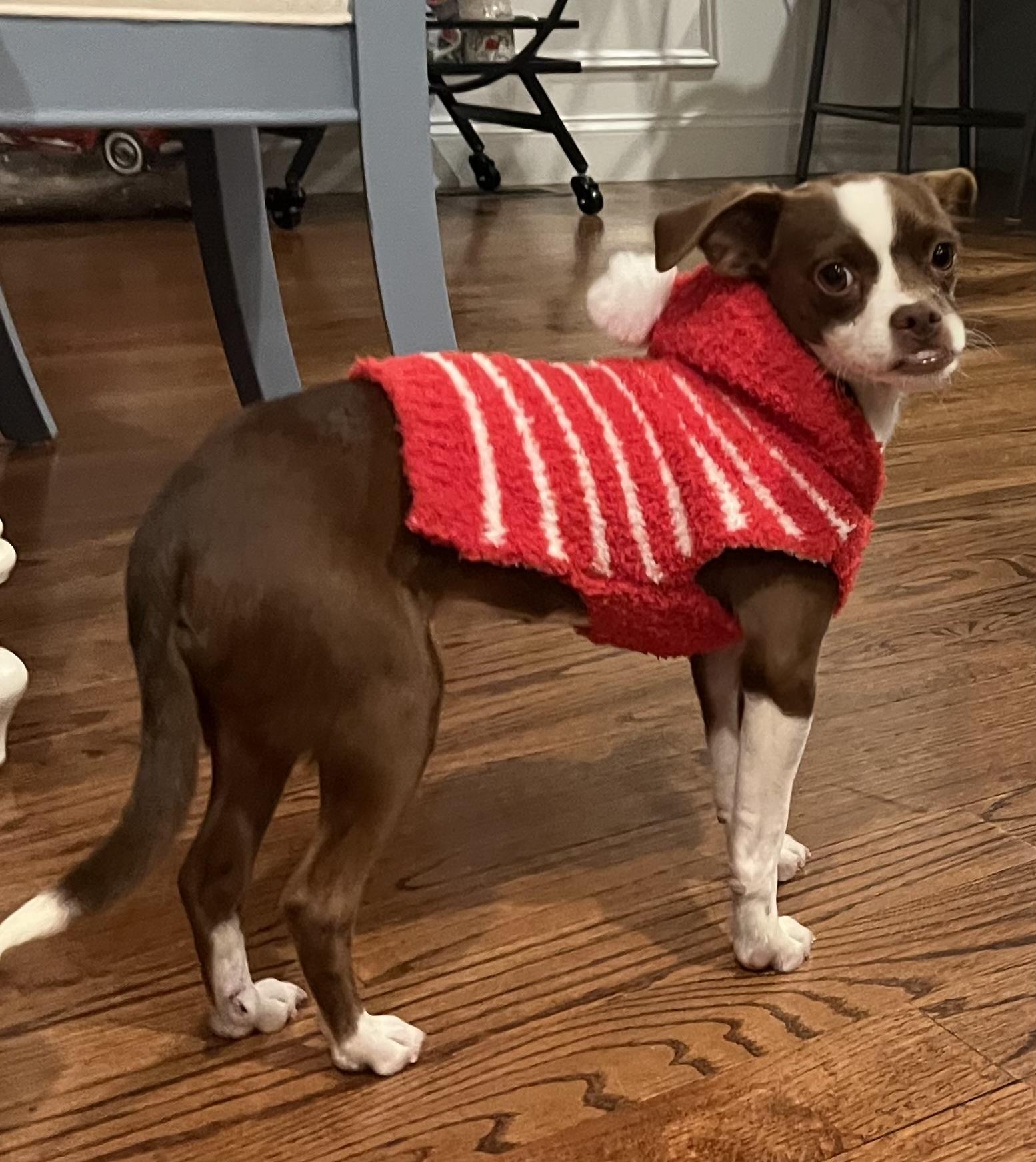 Diego, Adoptable, Young Male Chihuahua.