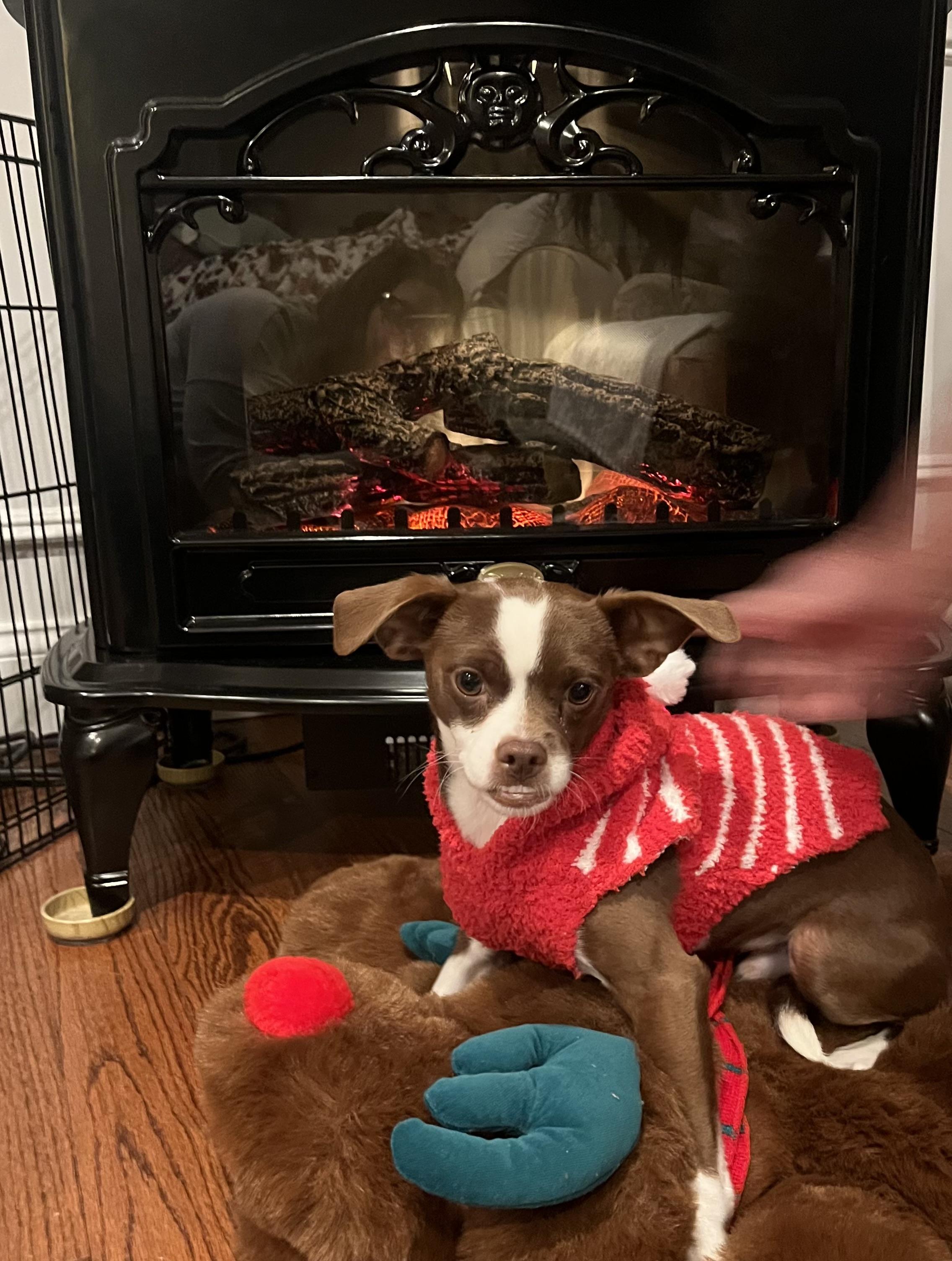 Diego, a Adoptable mixed breed in Copiague, NY image 2/3