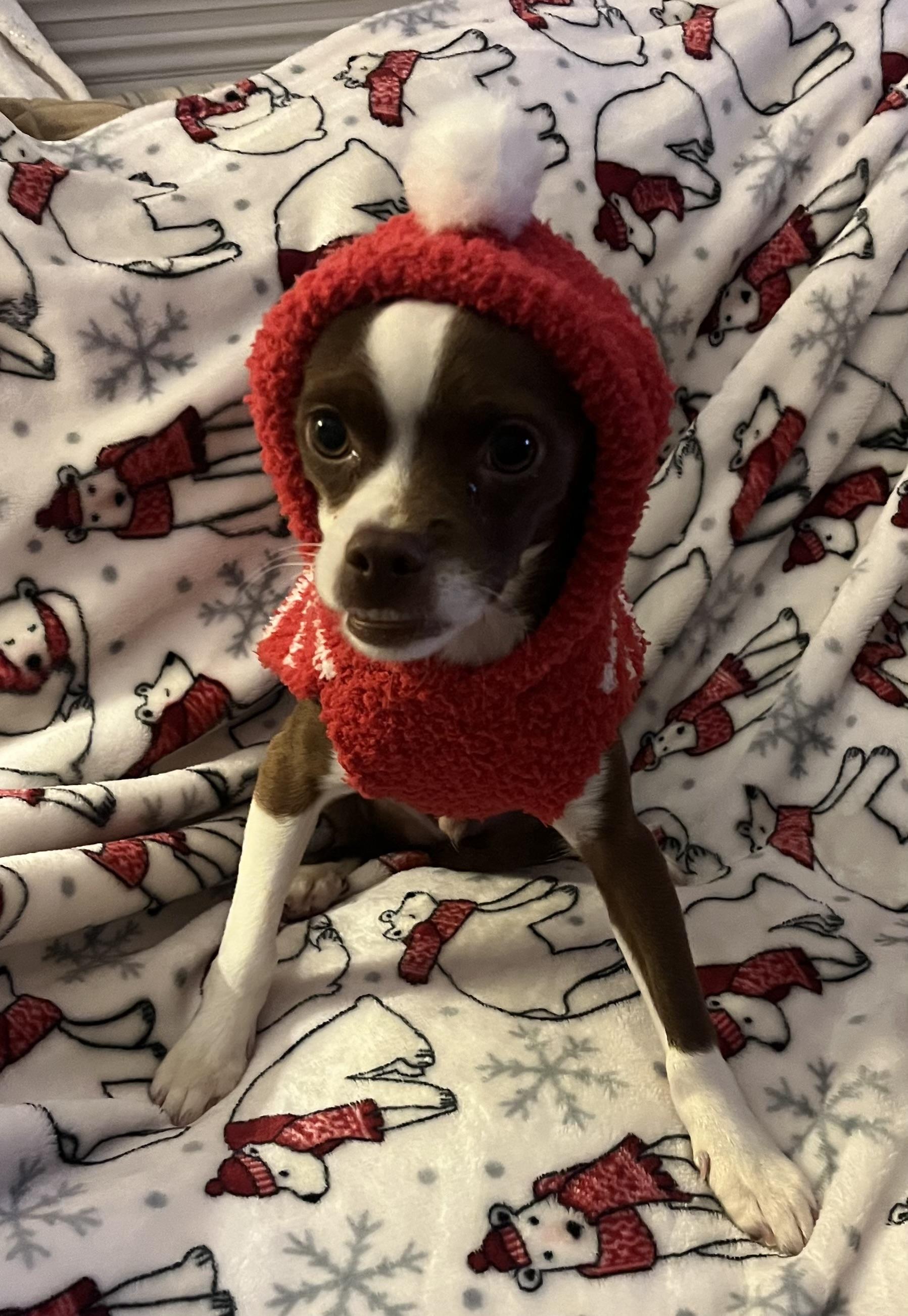 Diego, a Adoptable mixed breed in Copiague, NY image 3/3